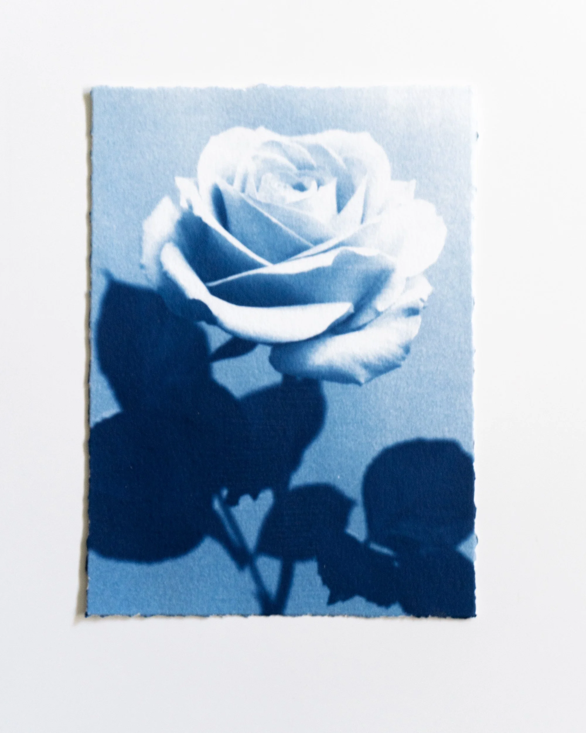 Ruusu 24,
Syanotypia, 
13x18cm / leikatut reunat,
40€