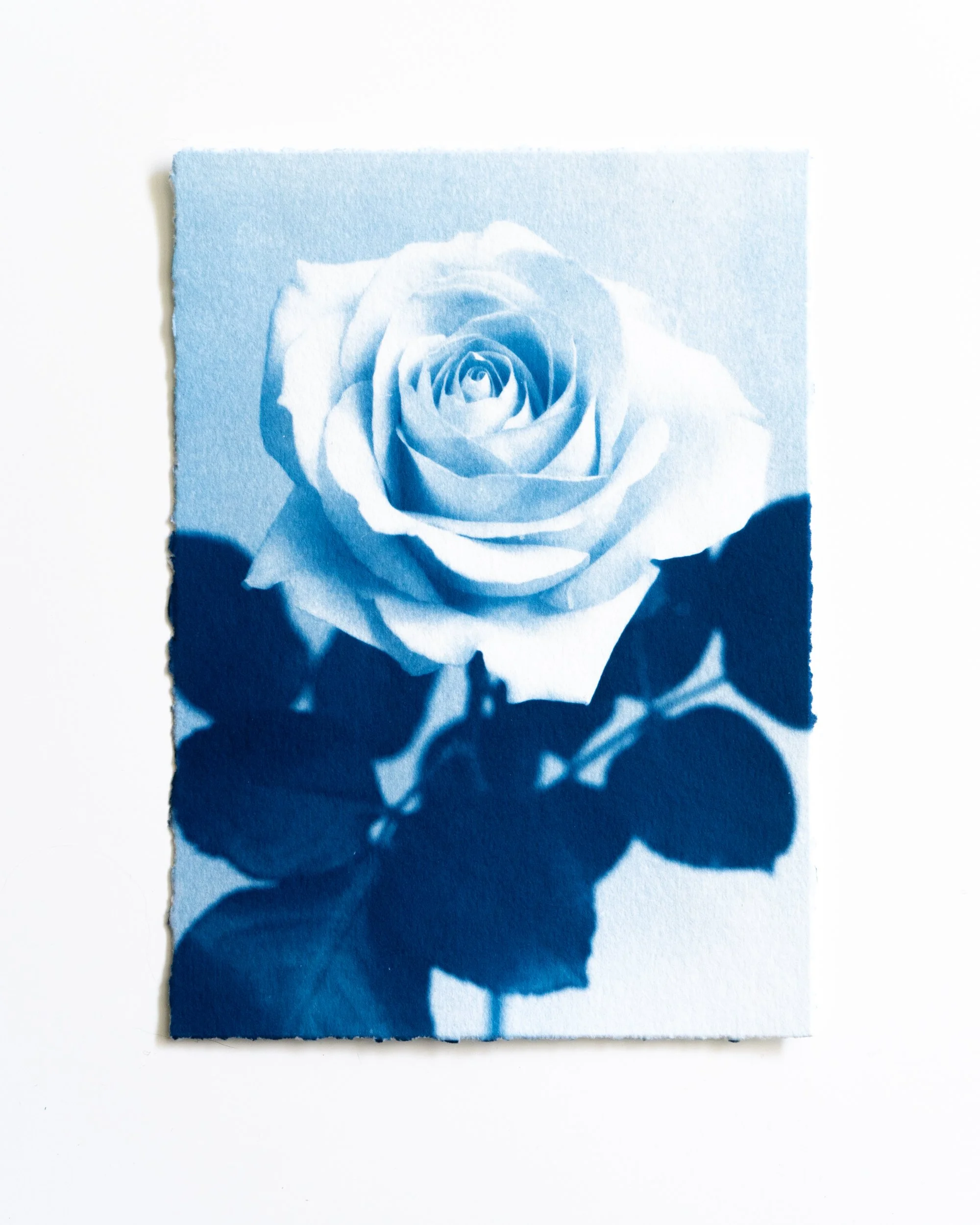Ruusu 12,
Syanotypia, 
13x18 cm / revityt reunat,
40€