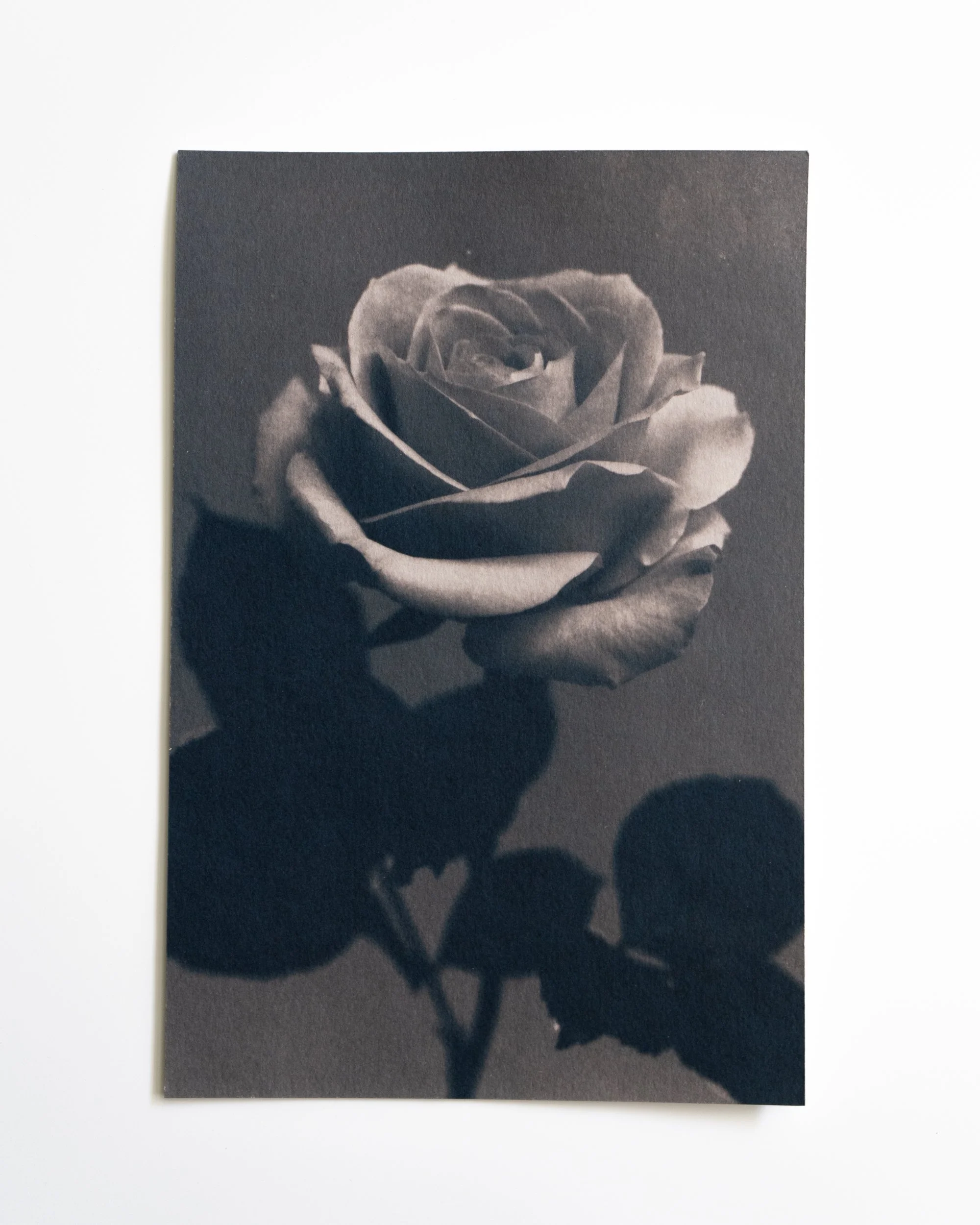 Ruusu 5,
Syanotypia värjätty tammenterhoilla,
13x19,5cm / leikatut reunat,
55€