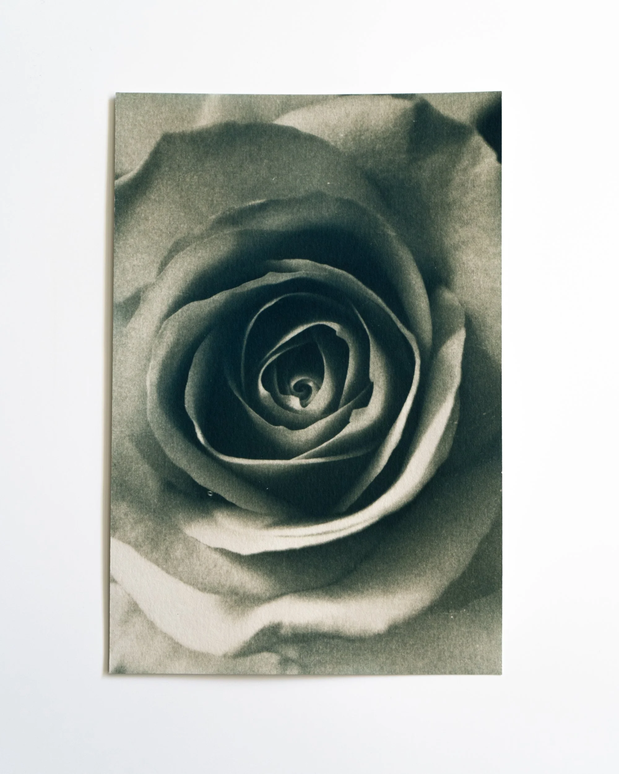 Ruusu 6,
Syanotypia värjätty moringalla,
13x19,5cm / leikatut reunat,
55€