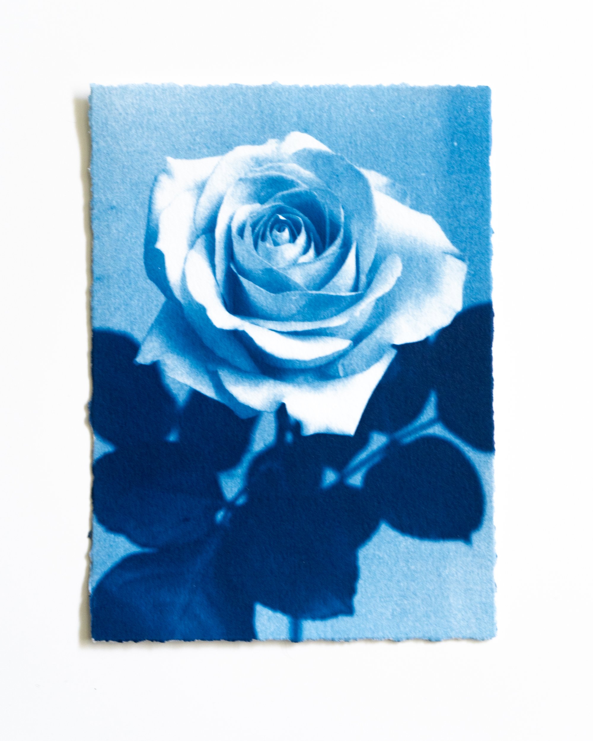 Ruusu 28,
Syanotypia, 
13x18cm / leikatut reunat,
40€