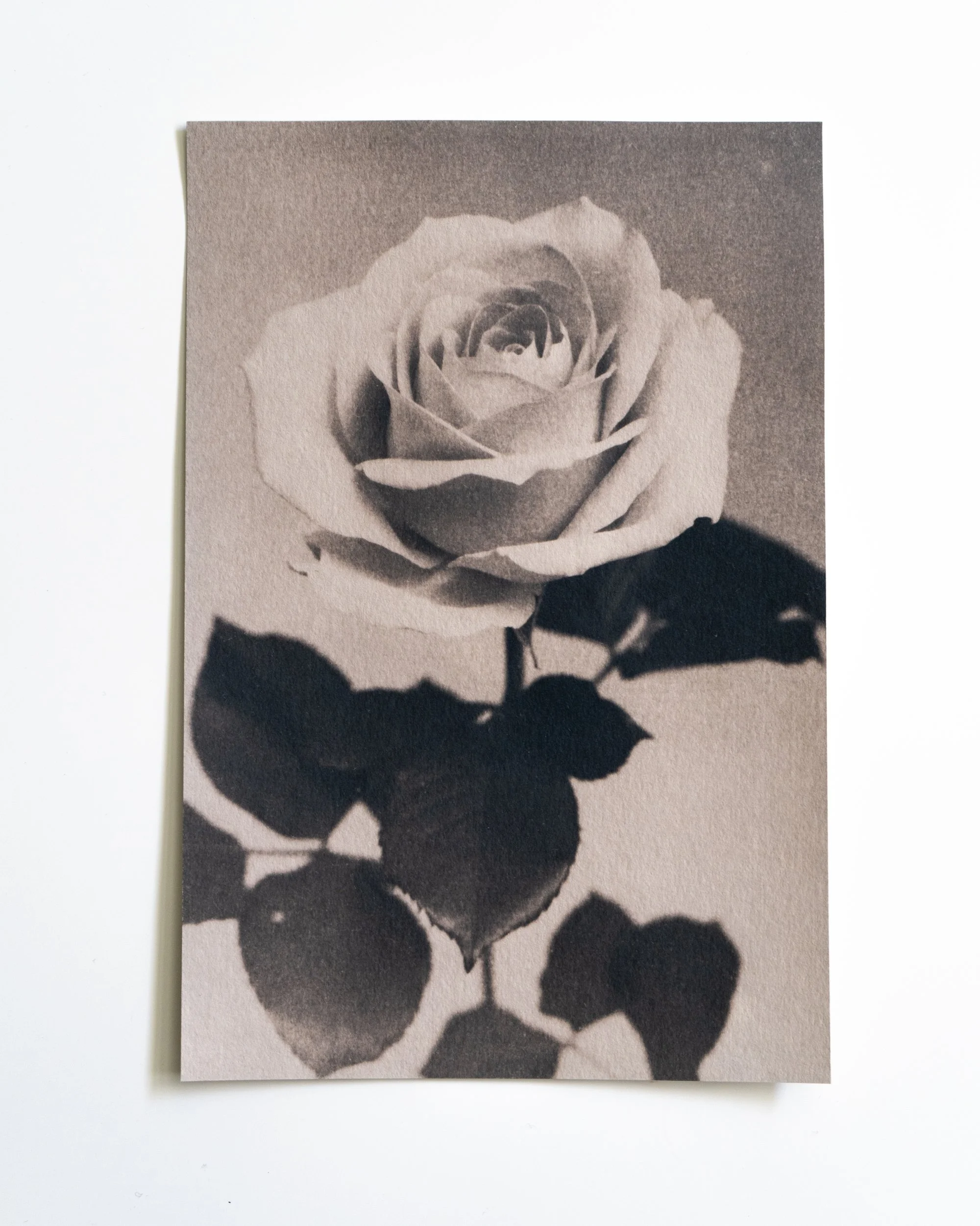 Ruusu 19,
Syanotypia värjätty tammenterholla,
13x19,5cm / leikatut reunat,
55€