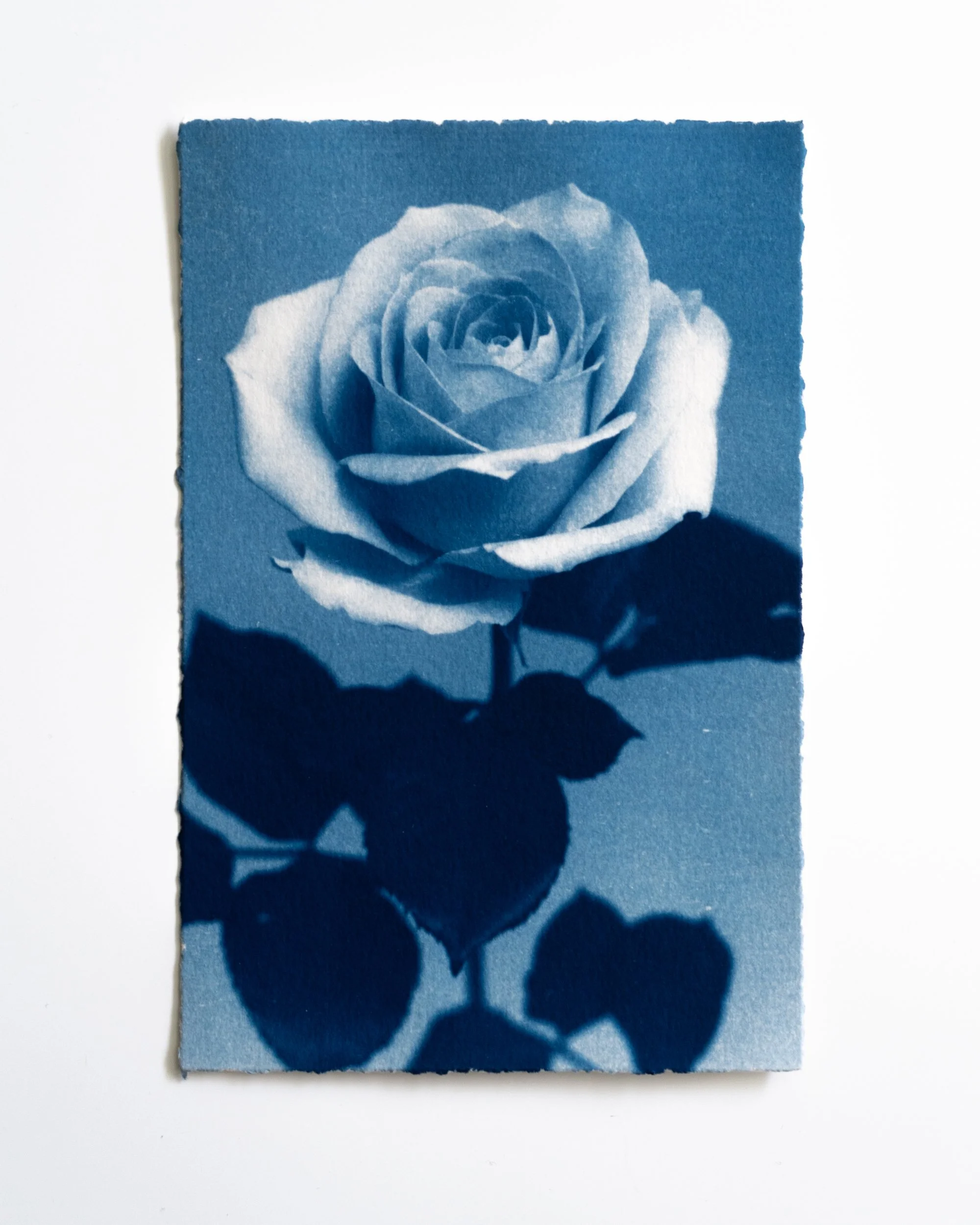 Ruusu 15,
Syanotypia, 
13x19,5cm / revityt reunat,
40€