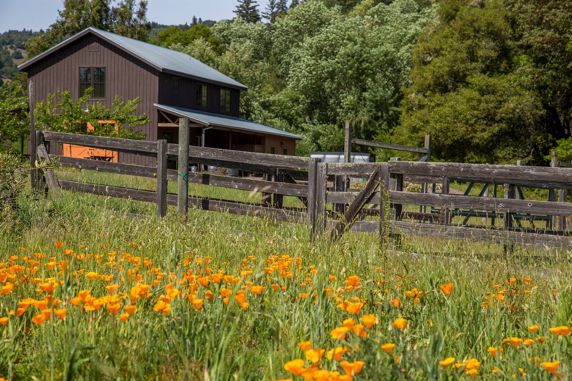 Barn in the Spring.jpg