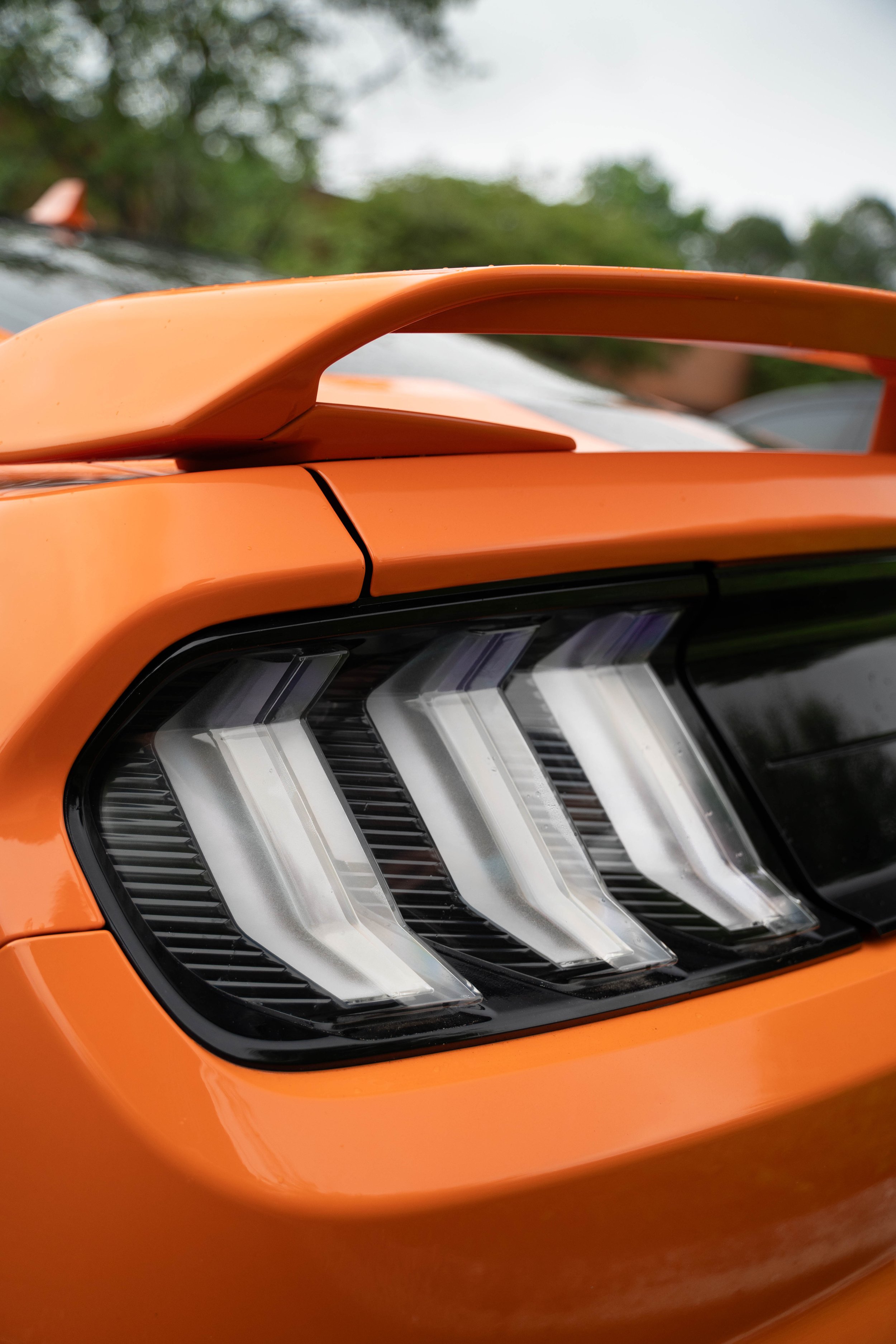 mustang-05452.jpg