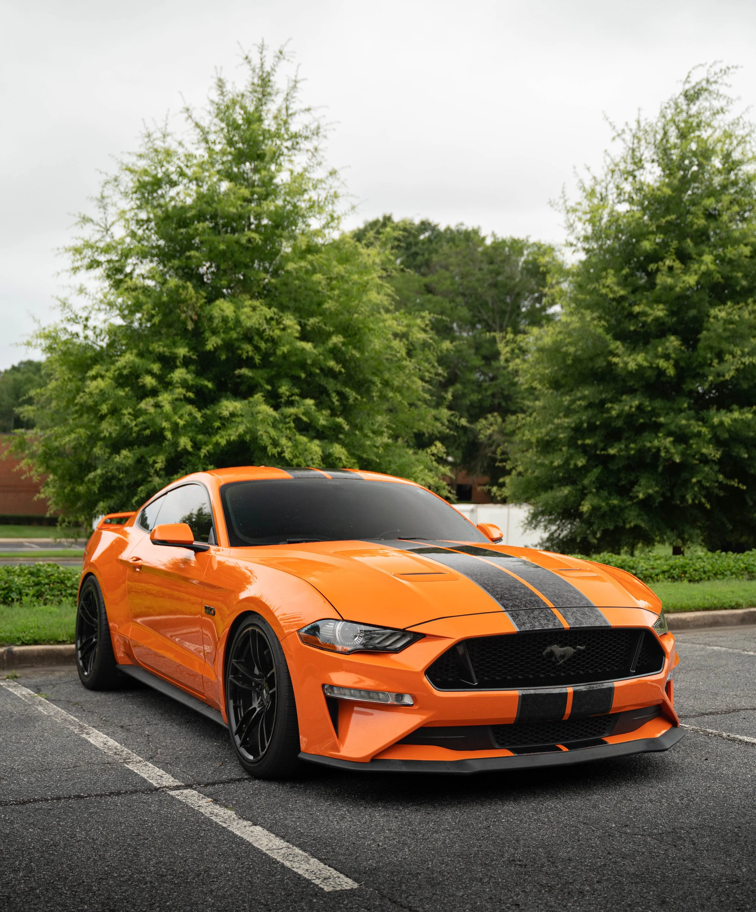 mustang-05447.jpg
