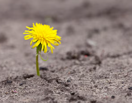 Learn how trauma can make you stronger with Psychologist & Supervised Counsellor, Ewelina Sawicka, of The Counselling Place Singapore