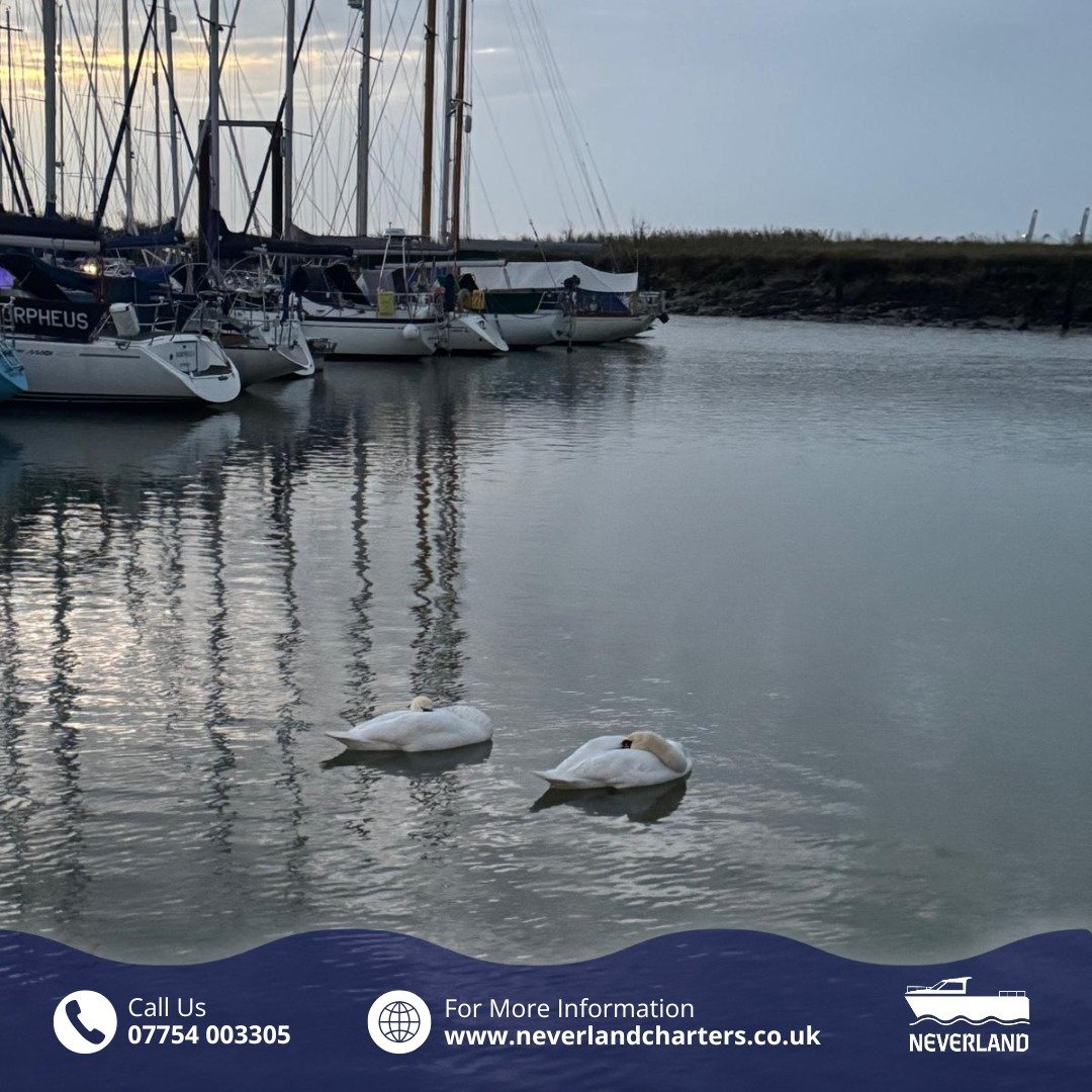 This morning, Neverland untied and slipped away quietly, making sure not to disturb our peaceful neighbours! 🦢💤

📞 07754 003305
📧 info@neverlandcharters.co.uk
🌐 www.neverlandcharters.co.uk
