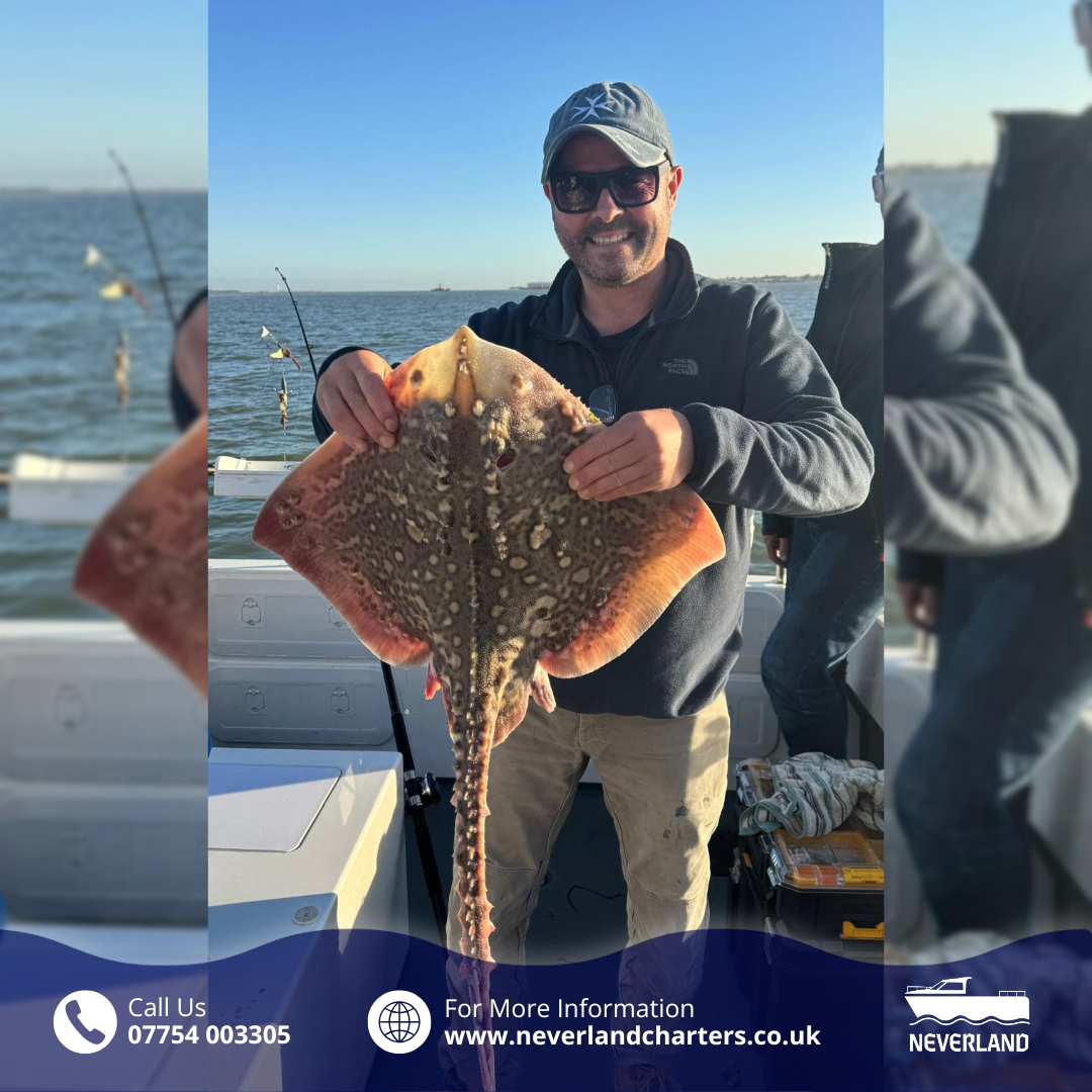 Catching Big Thornback Ray in Suffolk Waters