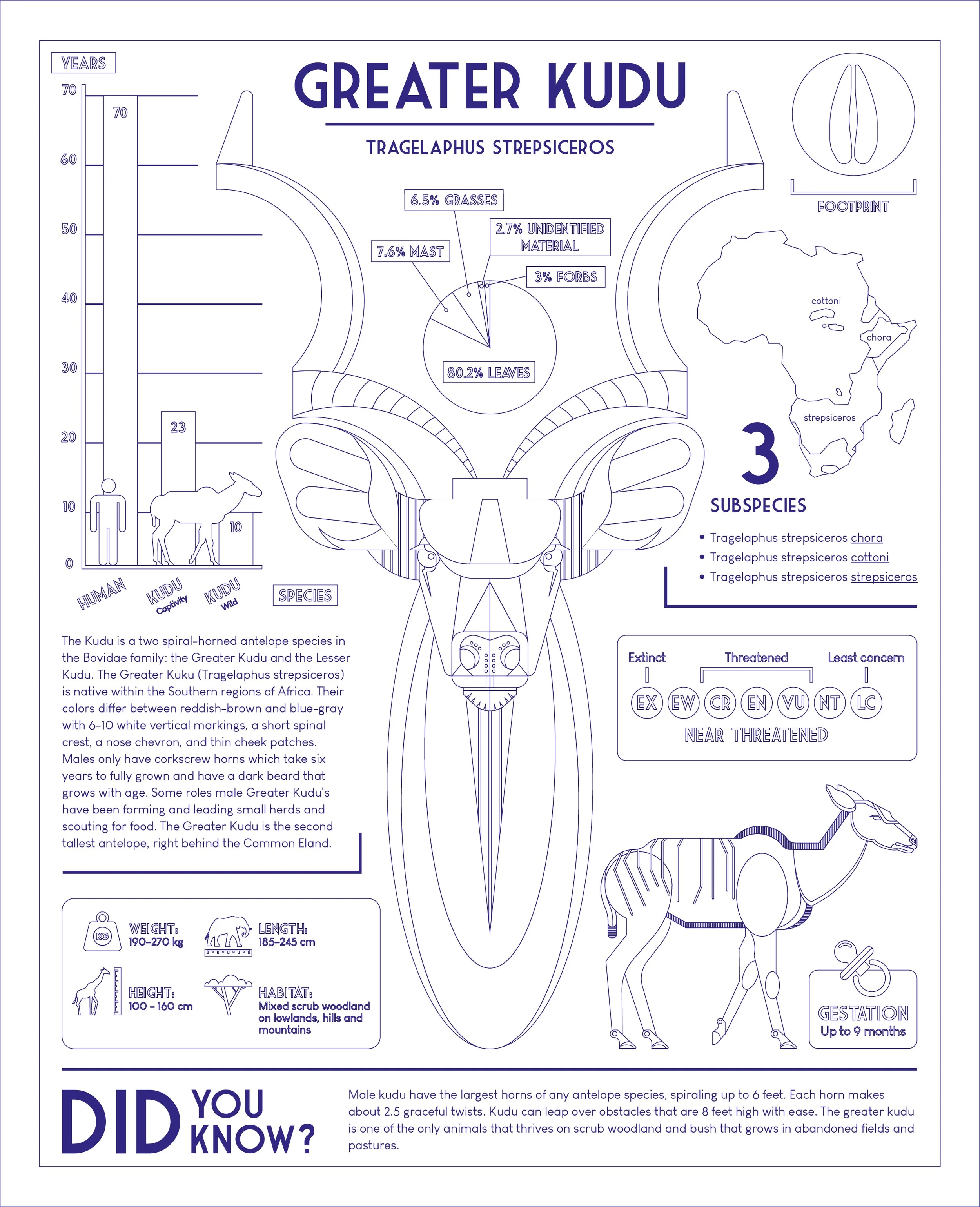 An informational infographic about the Greater Kudu, a spiral-horned antelope from Sub-Saharan Africa. It includes a detailed illustration of the antelope's face, a map of Africa highlighting its habitat, and charts with facts about the species, incl