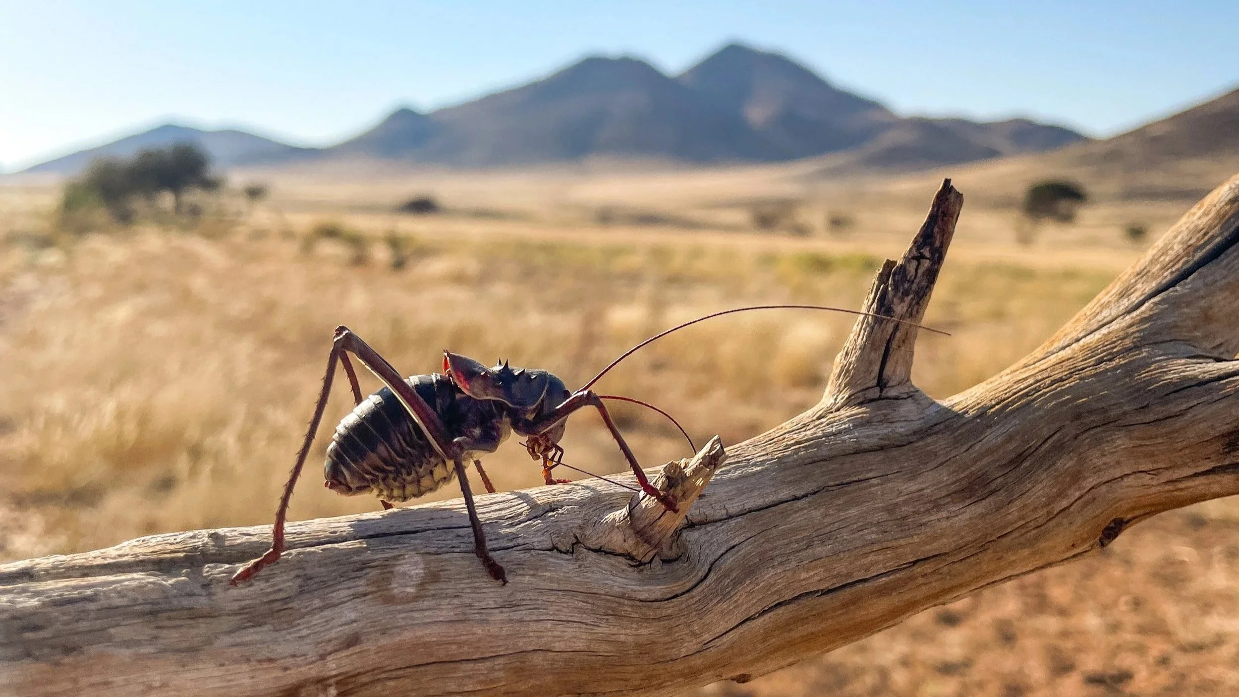 Close-up of a large insect, possibly a beetle, perched on a weathered log against a desert landscape with mountains in the background.