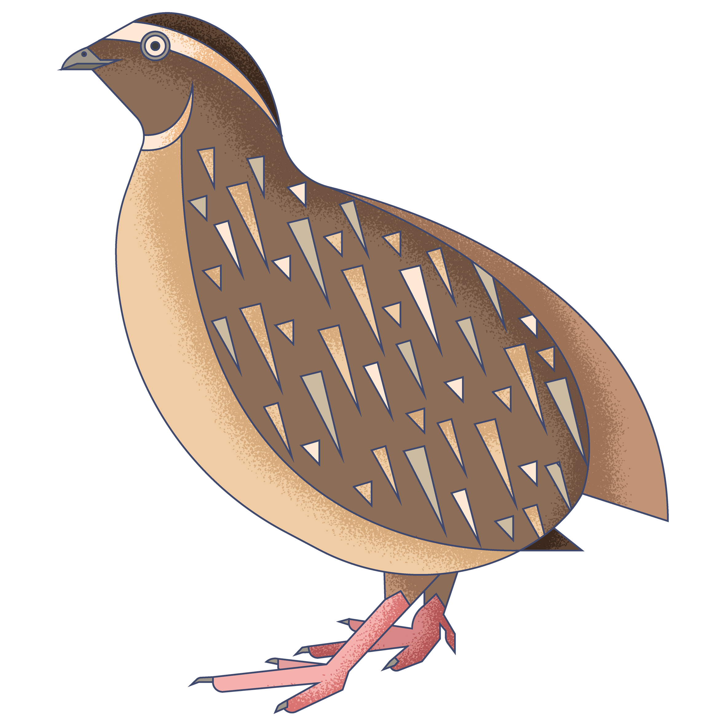 Digital illustration of a bird with brown and beige feathers, featuring geometric patterns on its body, standing against a dark blue background.