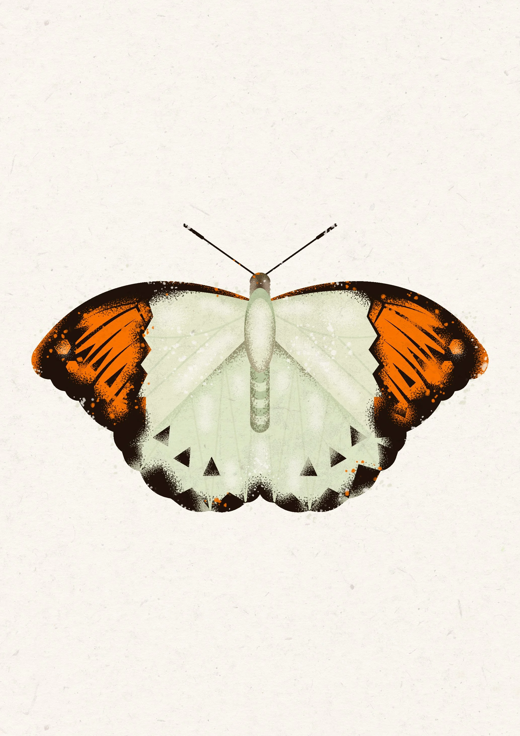 Illustration of a butterfly with white, orange, and black wings against a plain background.