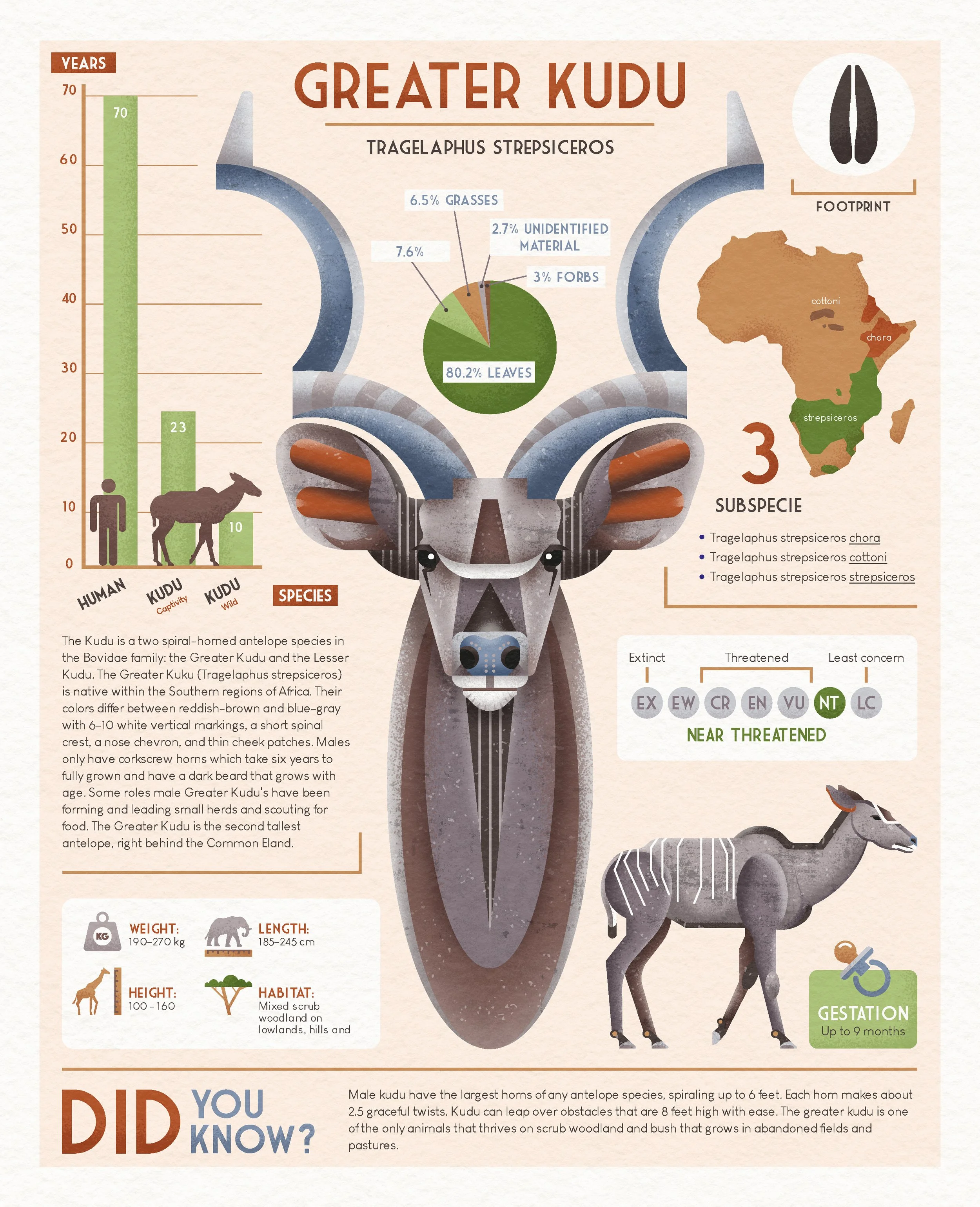 An infographic about Greater Kudu, a species of antelope. It includes details about its size, habitat, and subspecies, along with illustrations of the animal, footpath, a map of Africa, and a histogram of lifespan. The infographic also features a cha