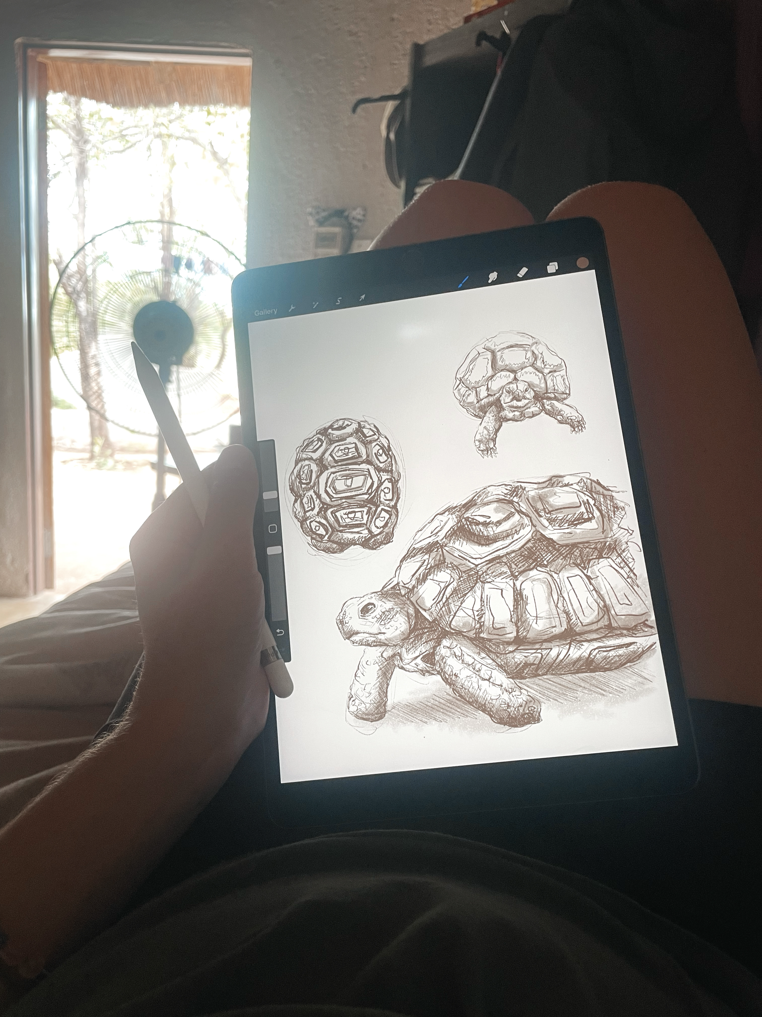 Drawing of a turtle and turtle shells on a digital tablet held by a person, with a fan and open door in the background.