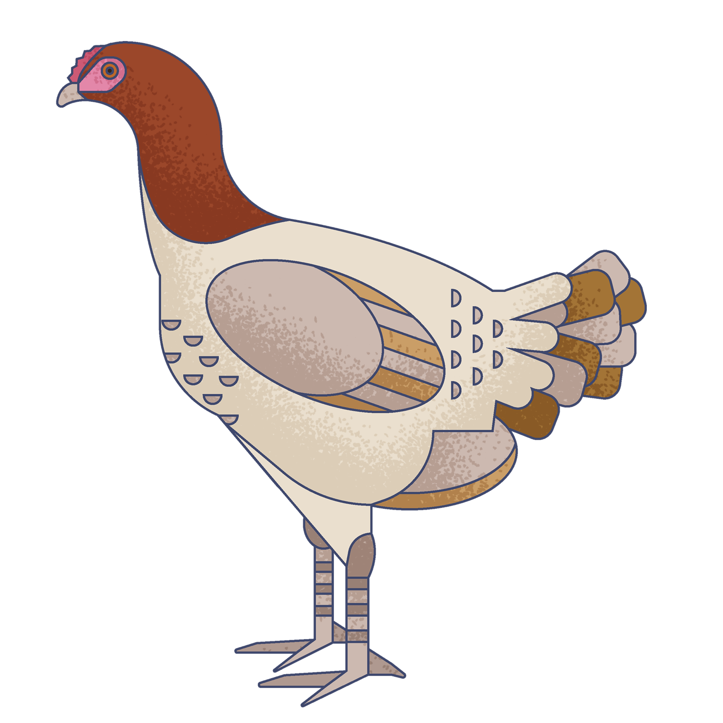 Illustration of a bird with a brown head, pink and purple facial markings, and beige body with patterned wings and tail feathers, set against a dark background.