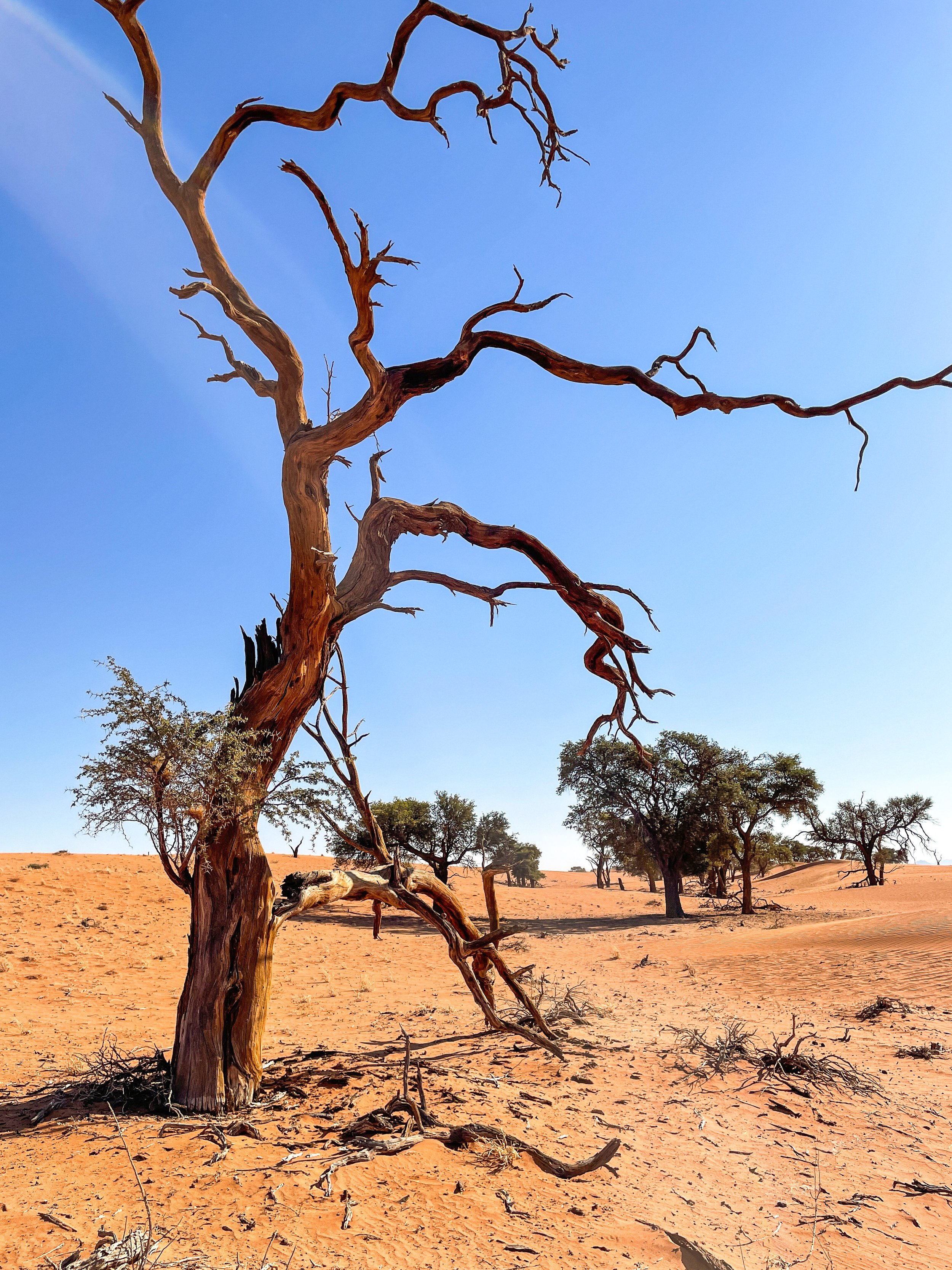 A dry, leafless tree standing in a desert landscape with several green trees in the background under a clear blue sky.