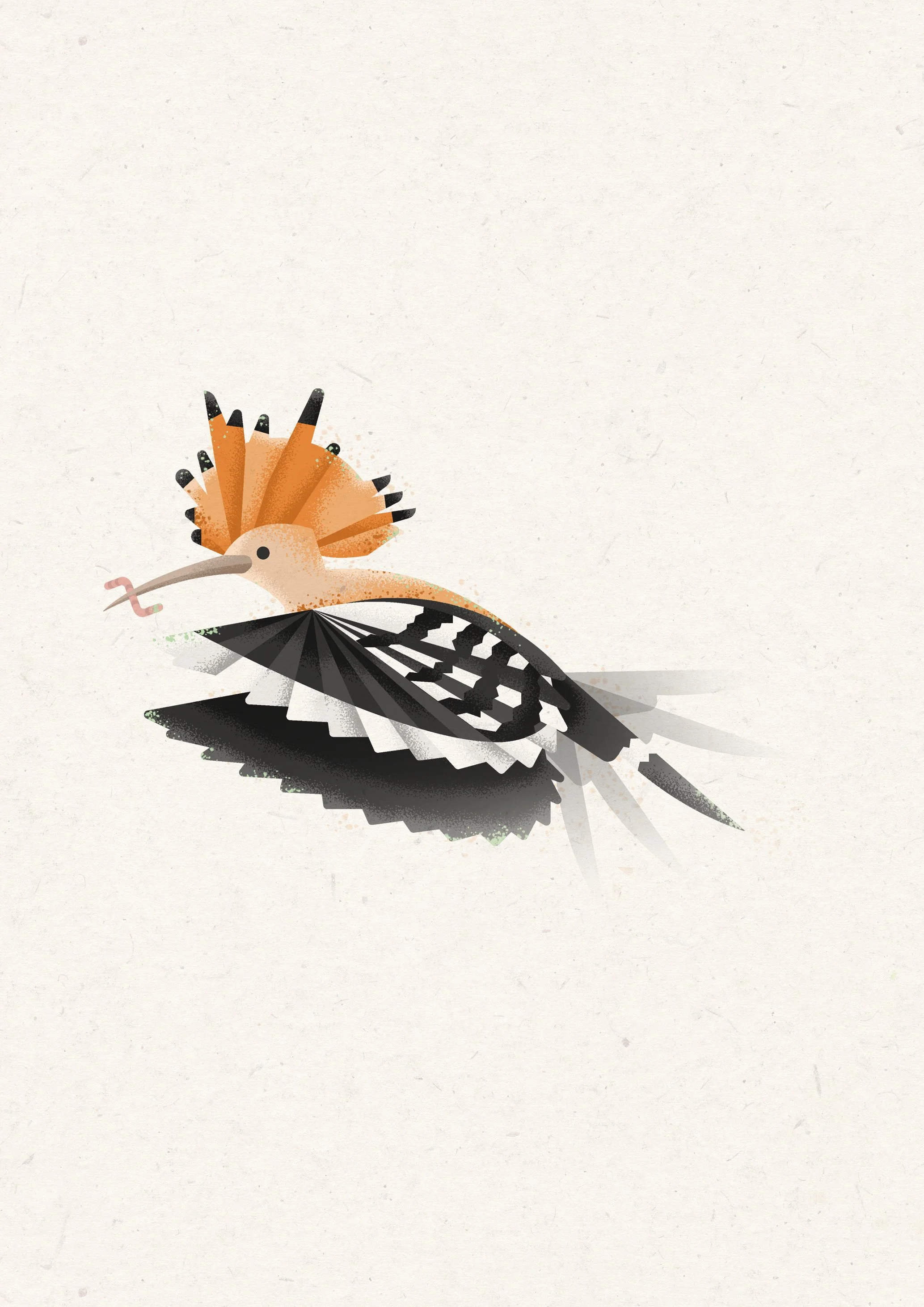 Stylized illustration of a hoopoe with black and white wings, with orange crest feathers.