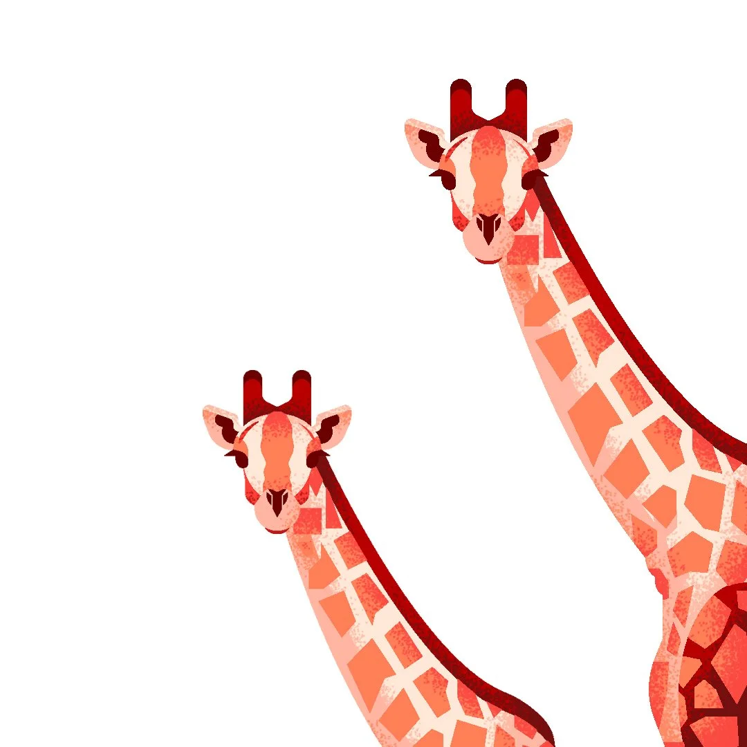 Illustration of two giraffes with long necks and orange-brown patches on a white background.