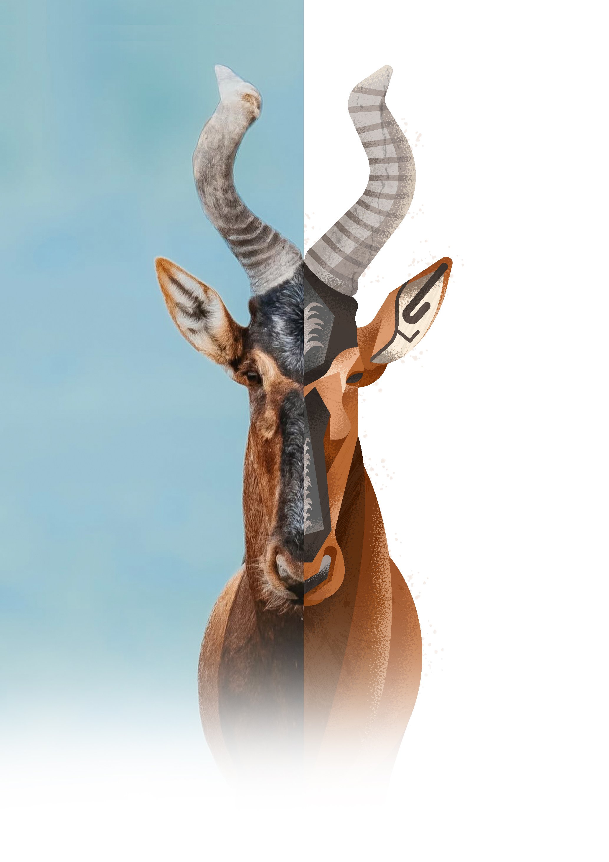 Half photo of a hartebeest and half digital illustration of an antelope, showing the transition from a realistic to a stylized art style.