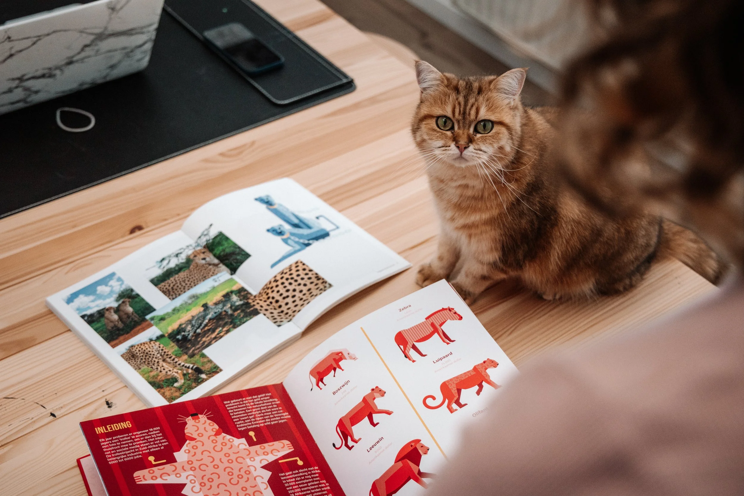 A ginger tabby cat sitting on a wooden table next to an open book with images of animals and a magazine with illustrated lions and other big cats.