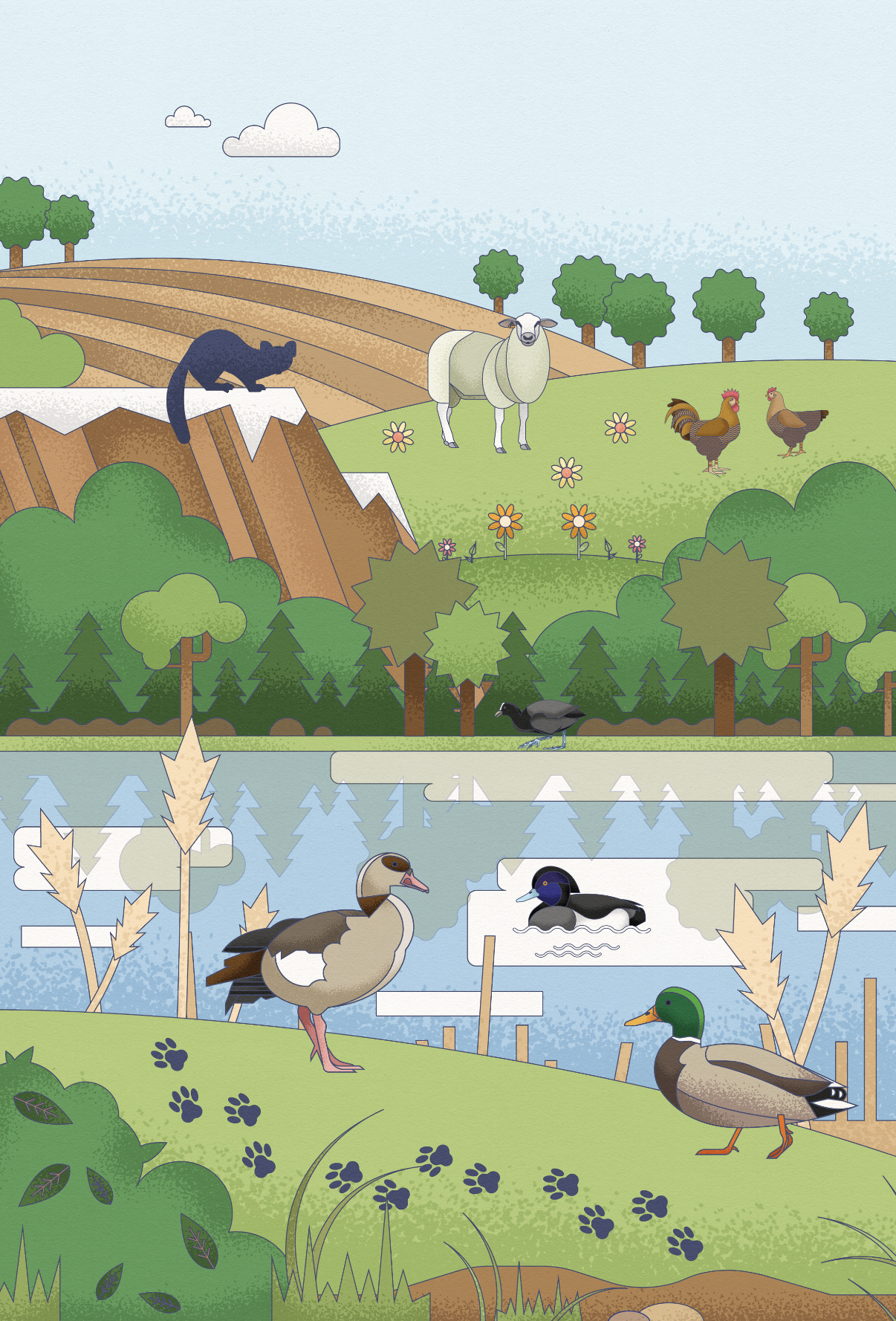 Illustration of a farm with animals and a pond. In the background are hills, trees, and clouds. On the hill are a black cat and a sheep. Nearby are two chickens. In the pond are a goose, a duck, and a swan. The foreground shows grass and plants with 