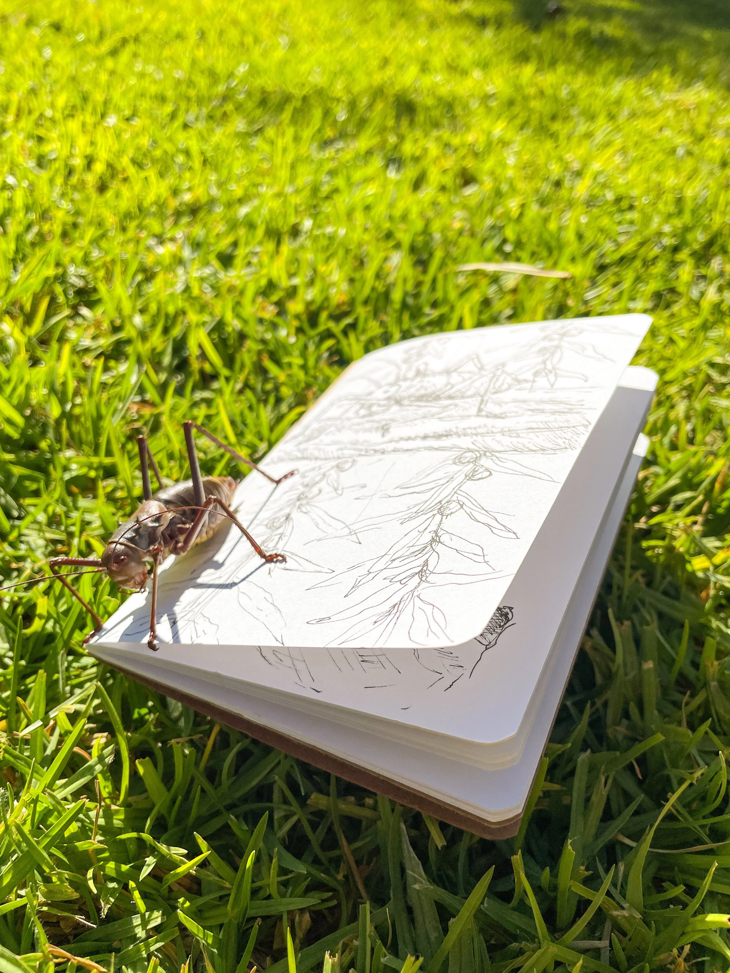 An open sketchbook with detailed drawings of insects and leaves, placed on green grass, with a large ant on top of the pages, outdoors in bright sunlight.