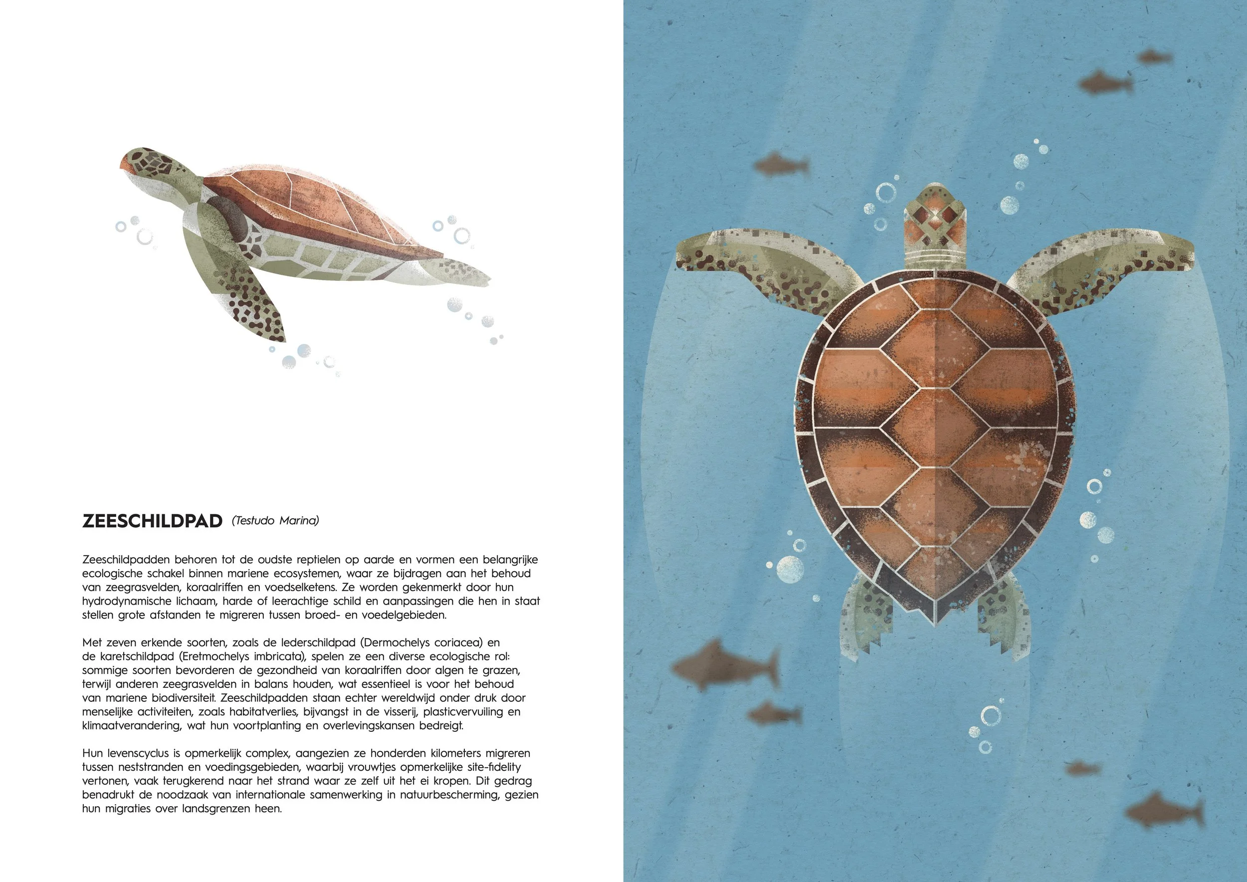 Magazine spread illustration of a sea turtle swimming underwater with smaller fish and bubbles in the background.