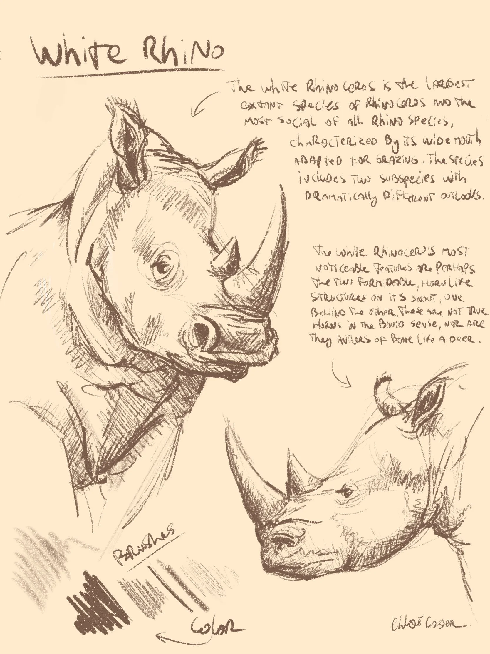 Sketch of a white rhinoceros with handwritten notes describing its features, including one image of its face in profile and a frontal view of its head with horns.