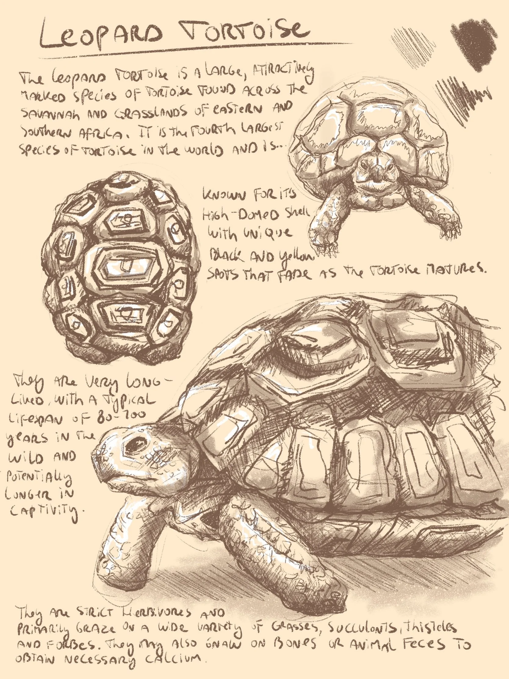 Hand-drawn sketches and notes about Leopard Tortoise, showing its shell, head, and limbs. The notes describe its habitat, shell characteristics with unique markings, lifespan, and behavior, including its diet and calcium intake.