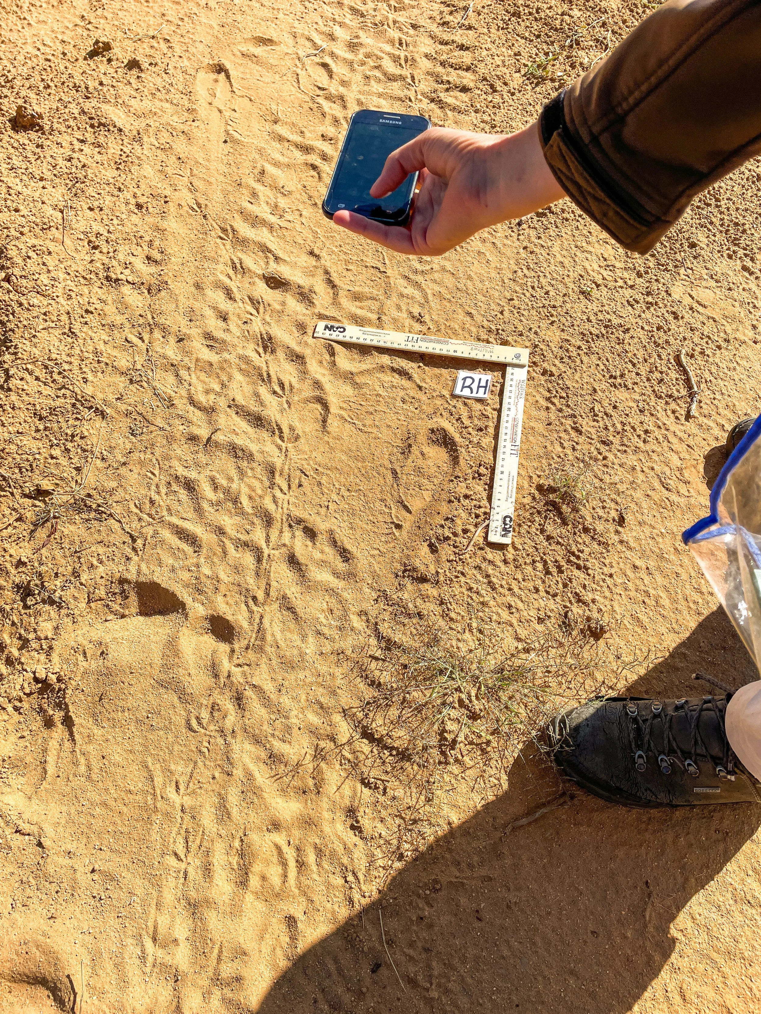 Person in outdoor hiking gear taking a photo of a measuring scale on sandy ground, with footprints and a small plant nearby.