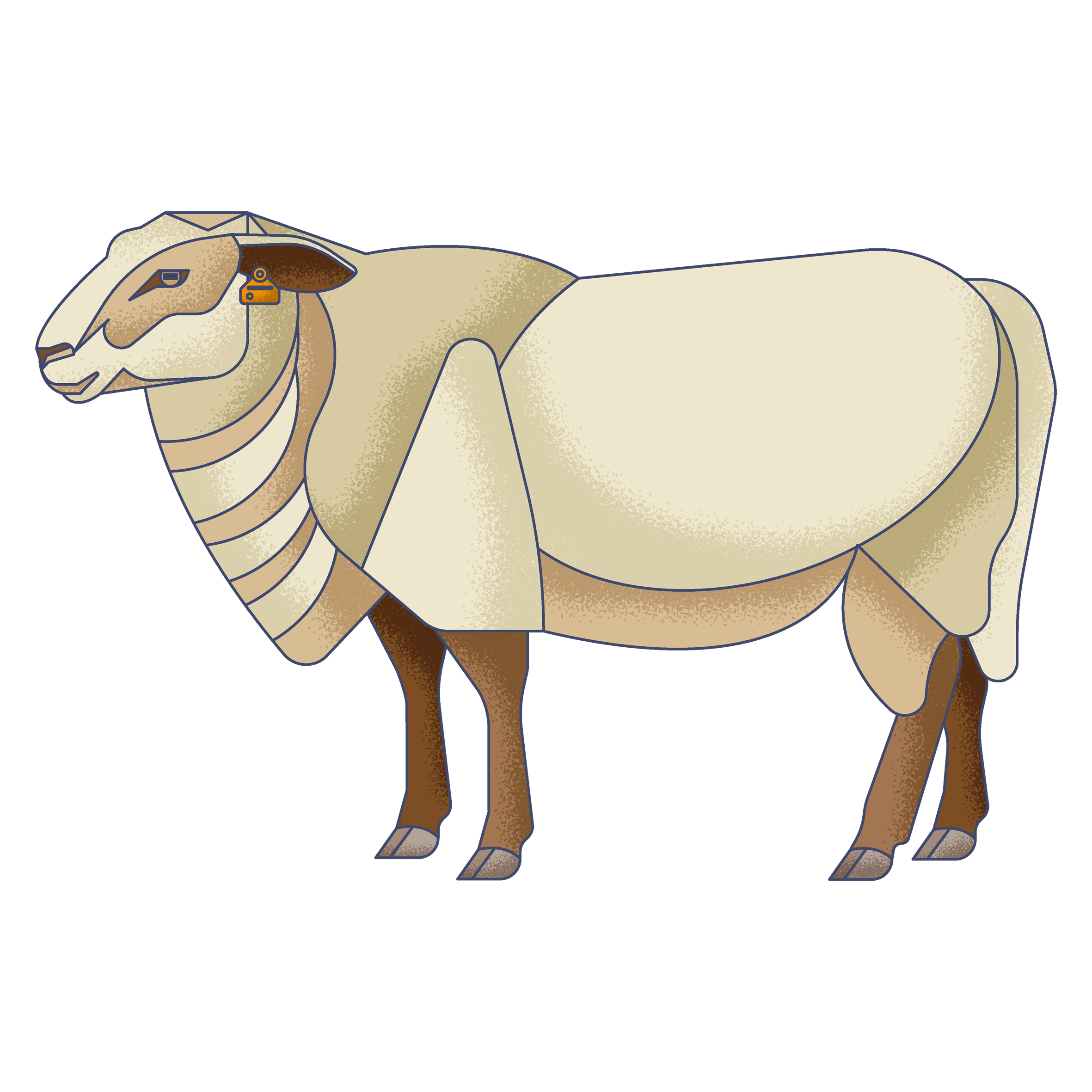 Diagram of a sheep with a detailed anatomy illustration showing different muscle groups and body parts.