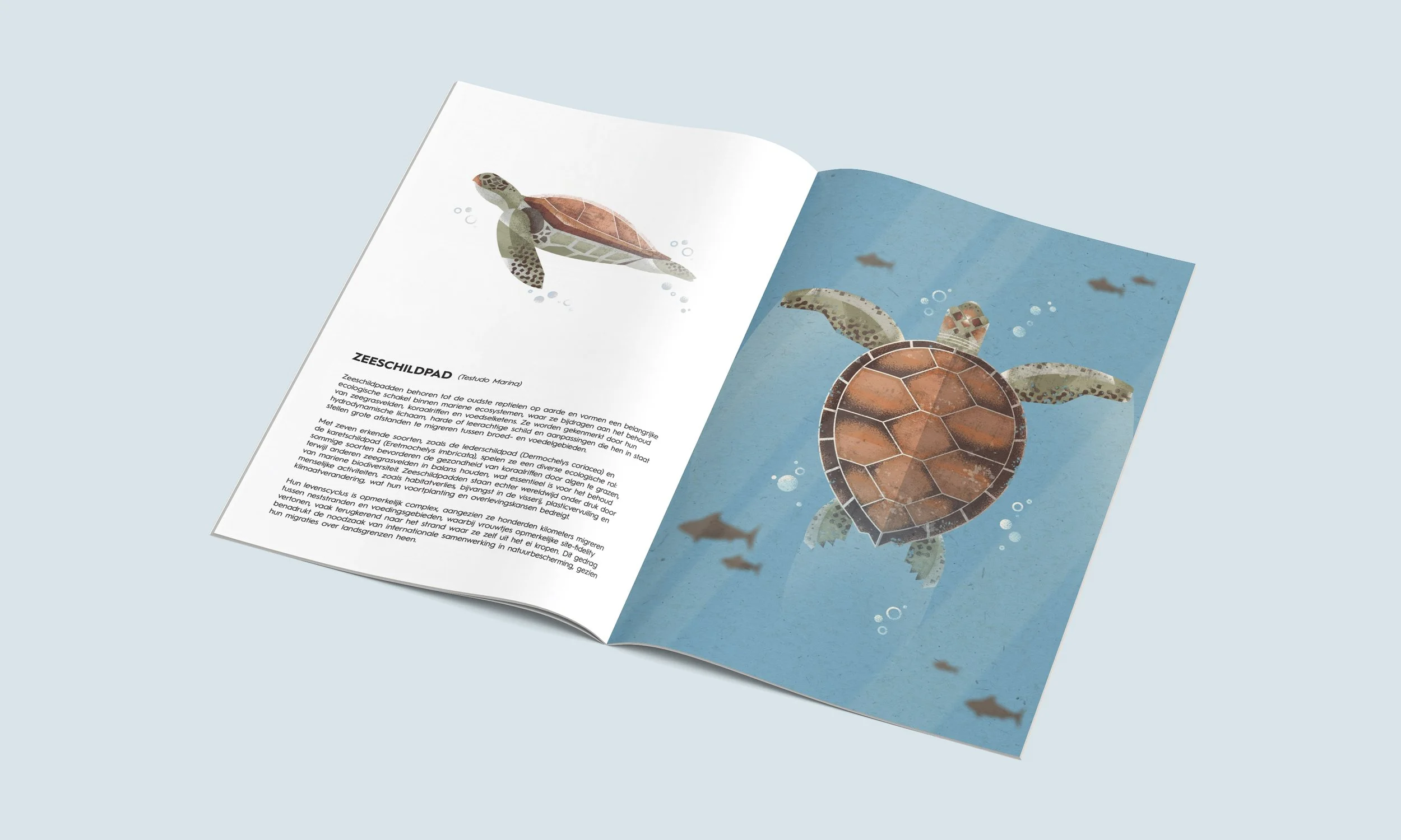 An open illustrated book showing a sea turtle diagram with a photo of a turtle and a close-up of its shell, with fish swimming in the background.
