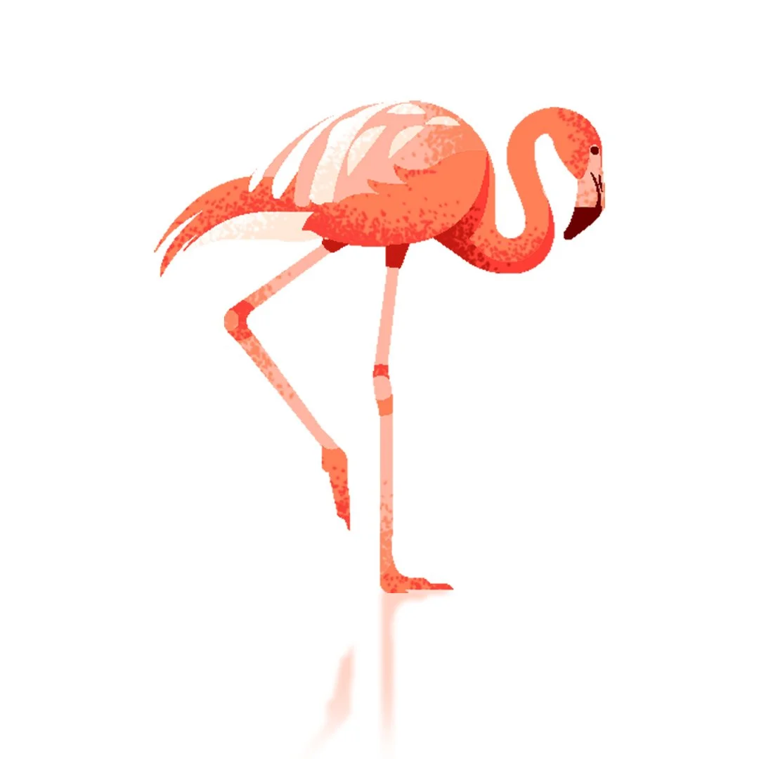 Illustration of a pink flamingo standing on one leg, facing to the right.