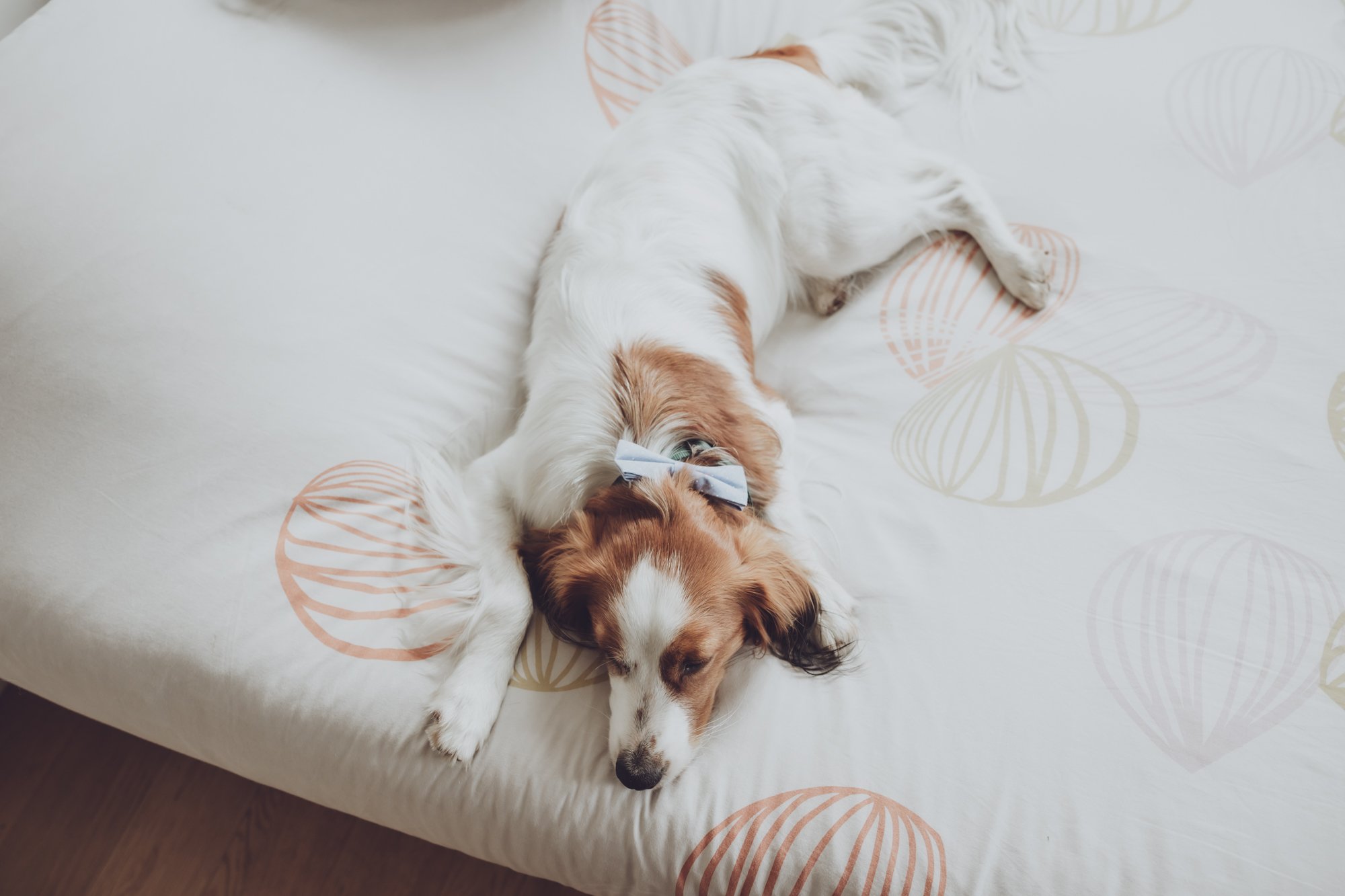 Photographe martiage bretagne chien