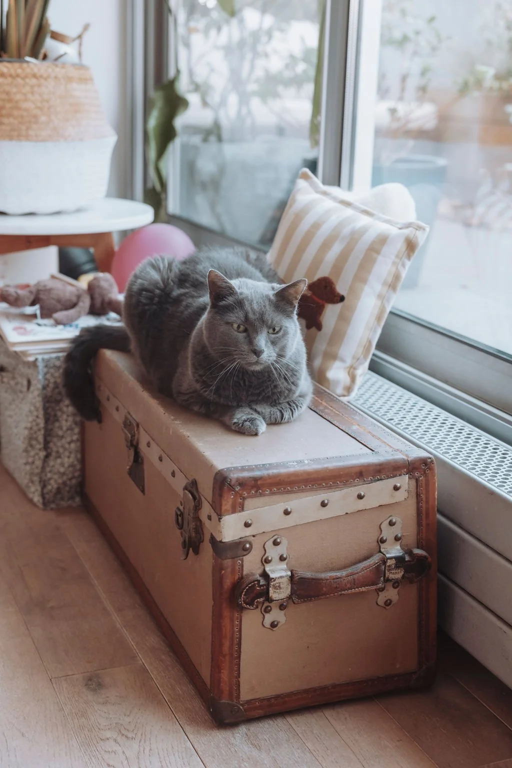 Un chat gris est posé sur une malle en cuir marron à côté d'une fenêtre. Autour, il y a des coussins et des objets décoratifs, créant une ambiance confortable et accueillante.