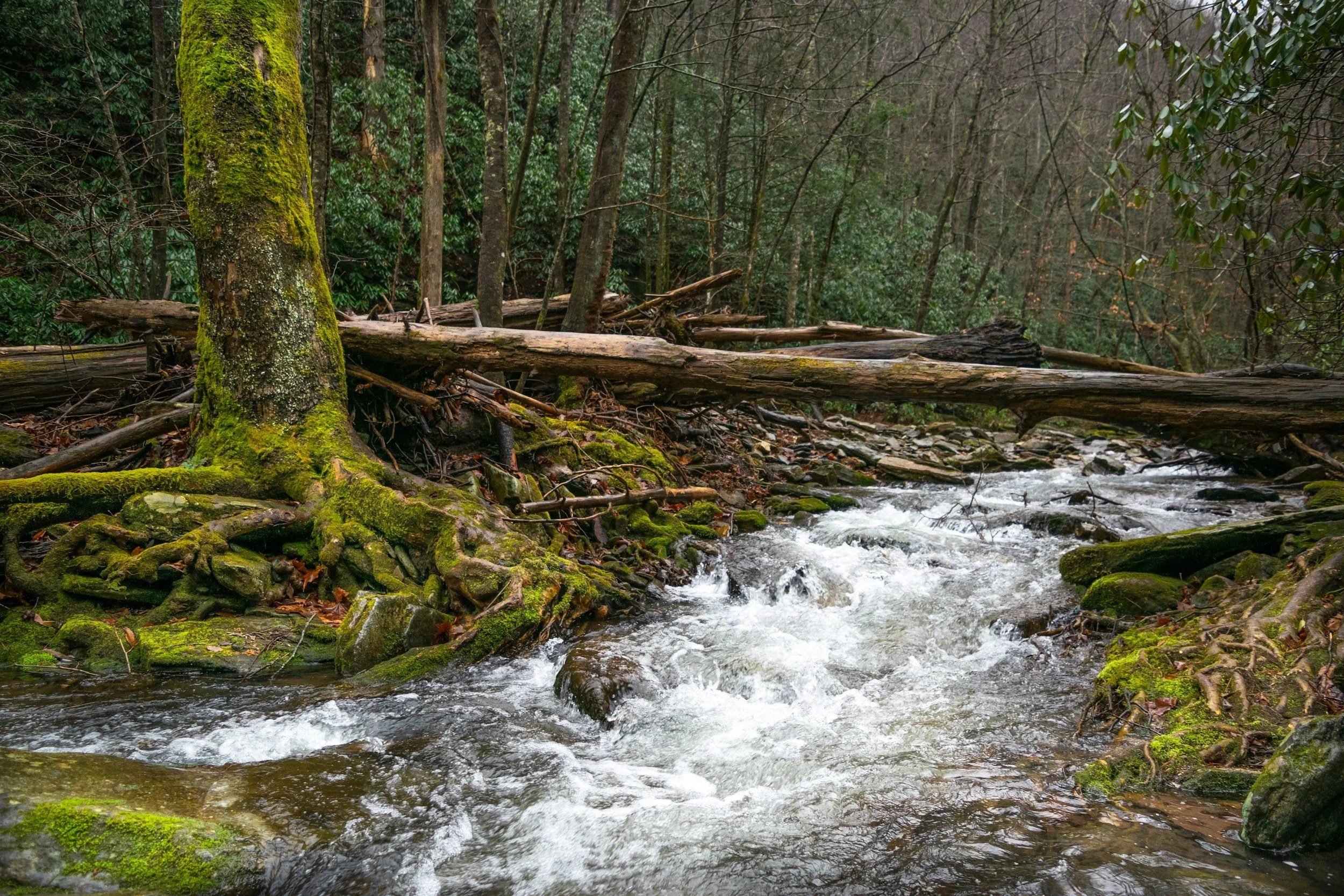 The First Step to Better Skin in 2026: Why Omega-3s Matter More Than You Think