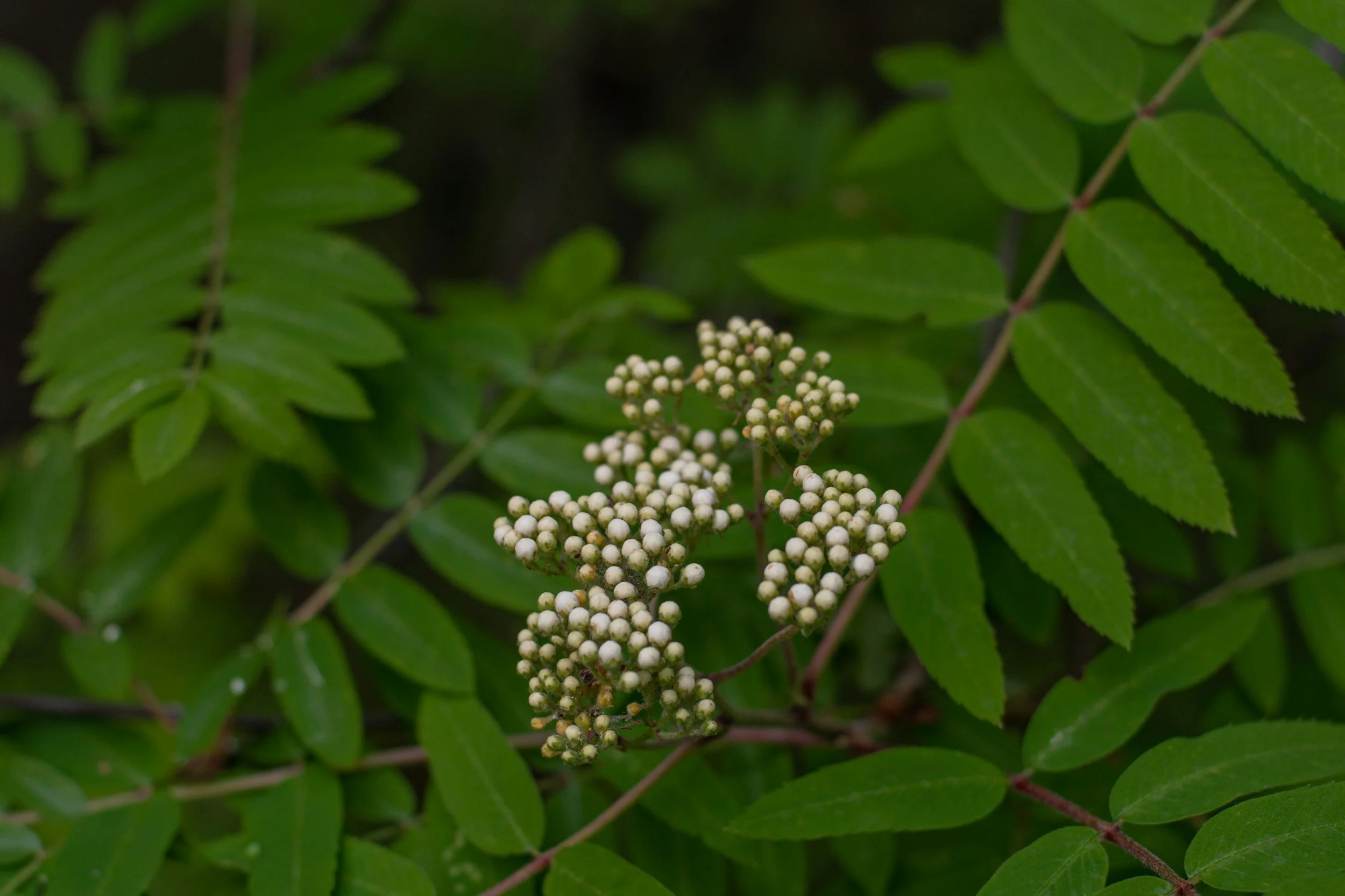 Why Plant Antioxidants Matter for Skin Health Inside and Out