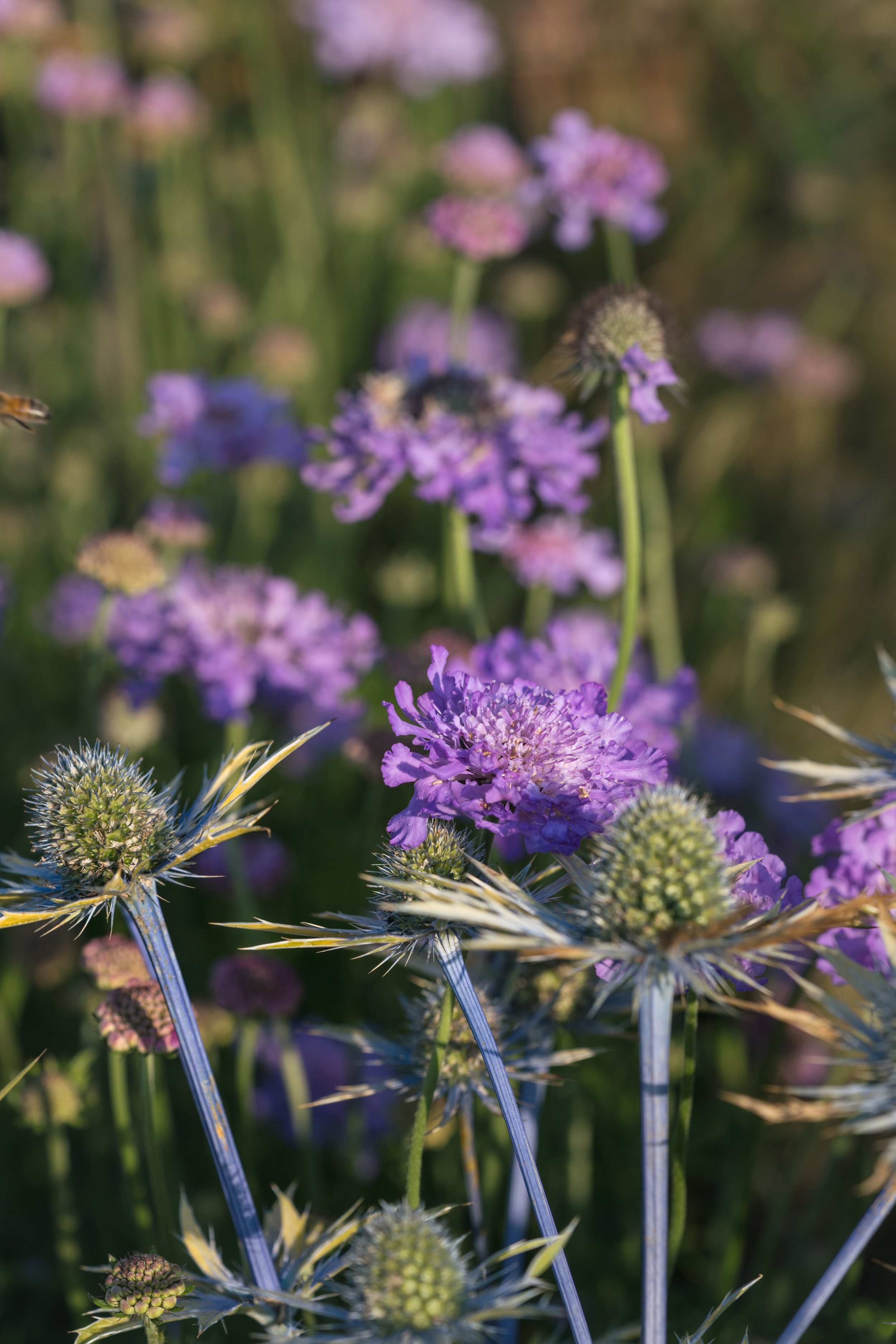 arts and crafts garden-17.jpg