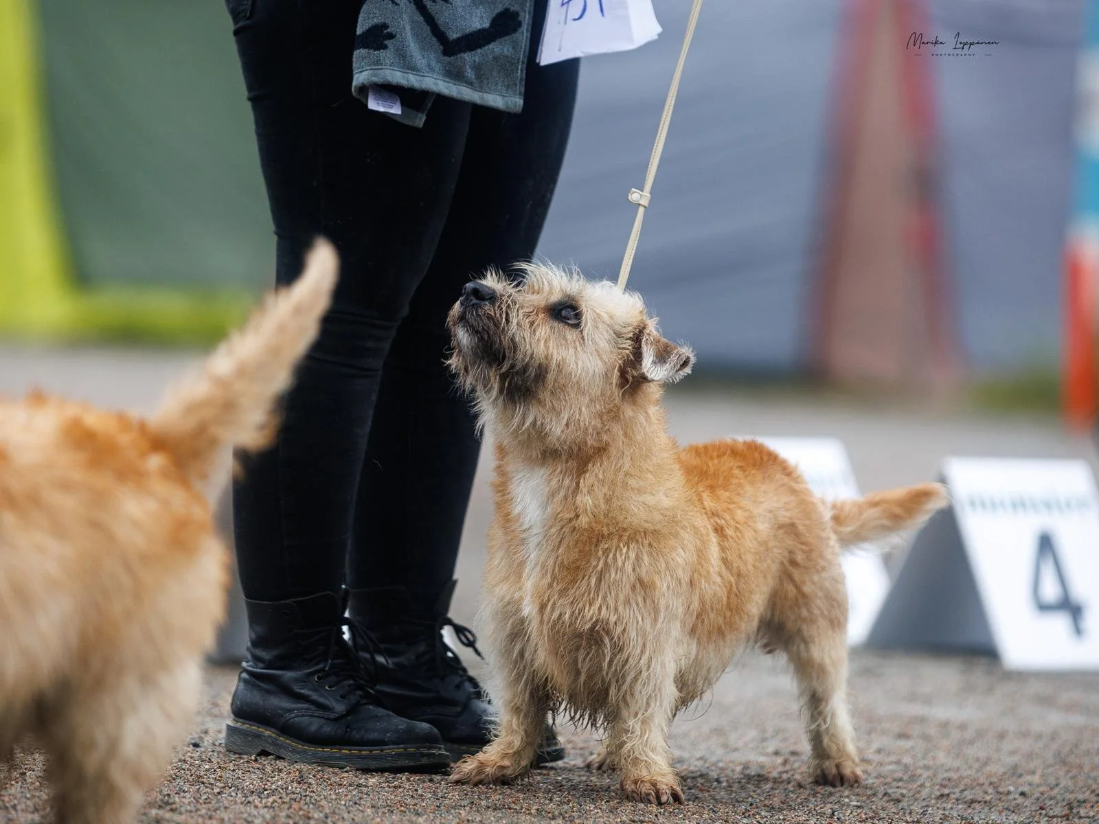 Kesäkuun Näyttelymenestykset