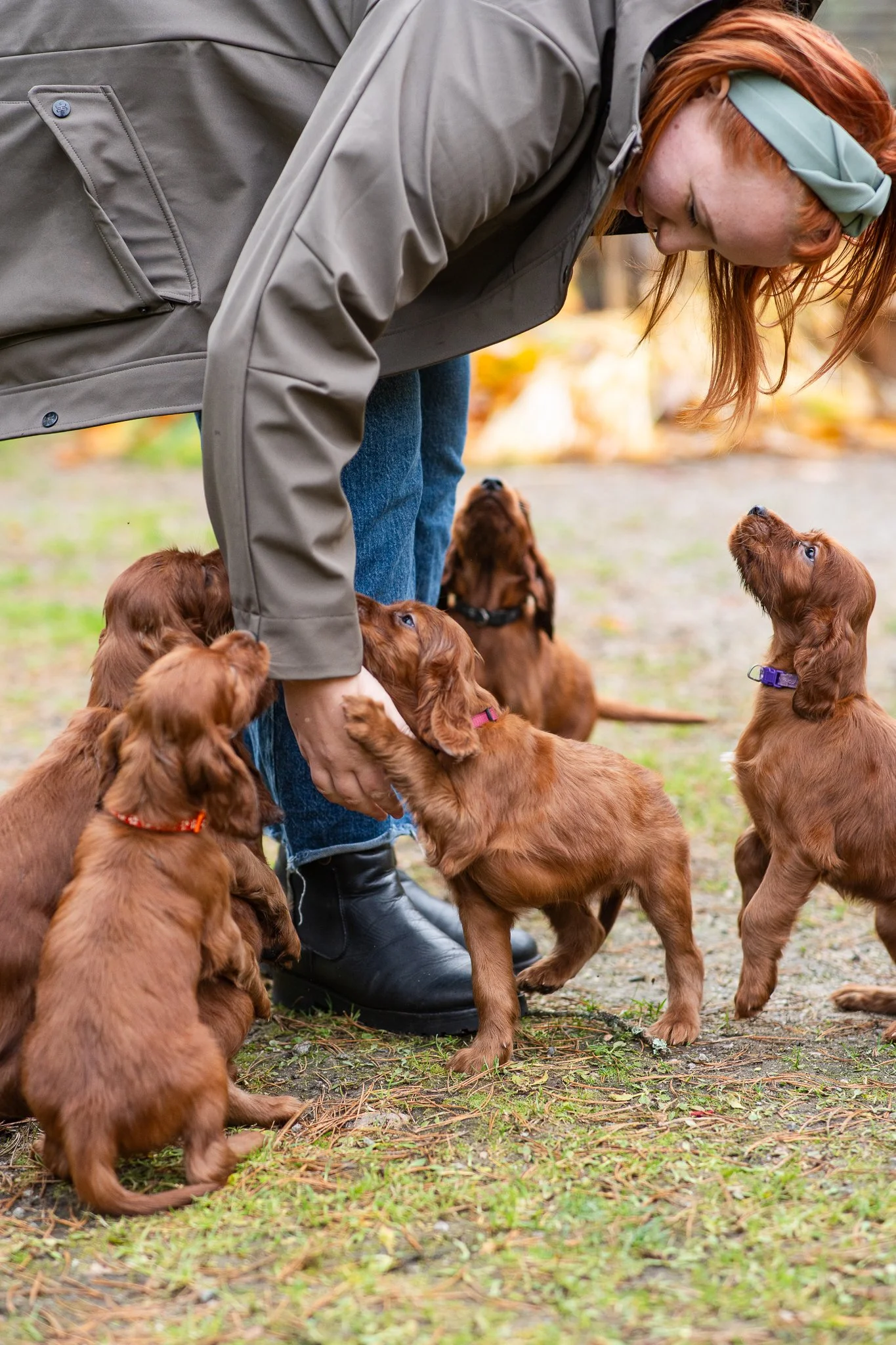 Historiallinen päivä Kennel Marfidalissa punaisten irlanninsettereiden tarina alkaa