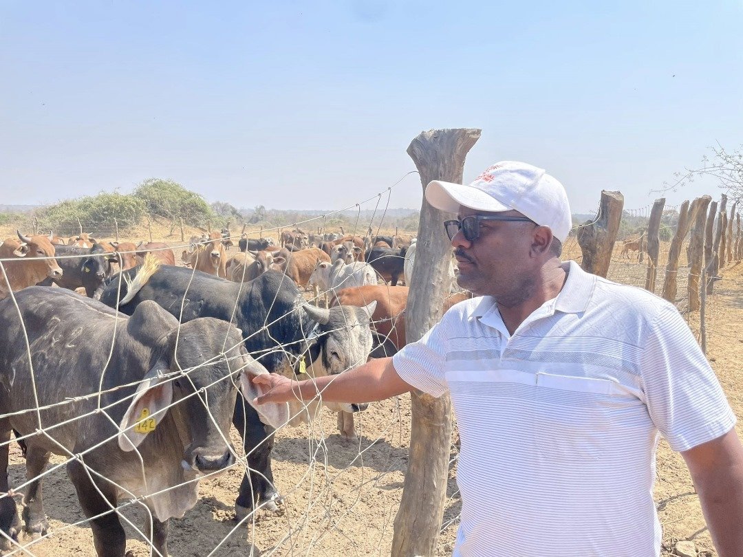 Zambia’s Beef Export: Unlocking a $1 Billion Livestock Industry