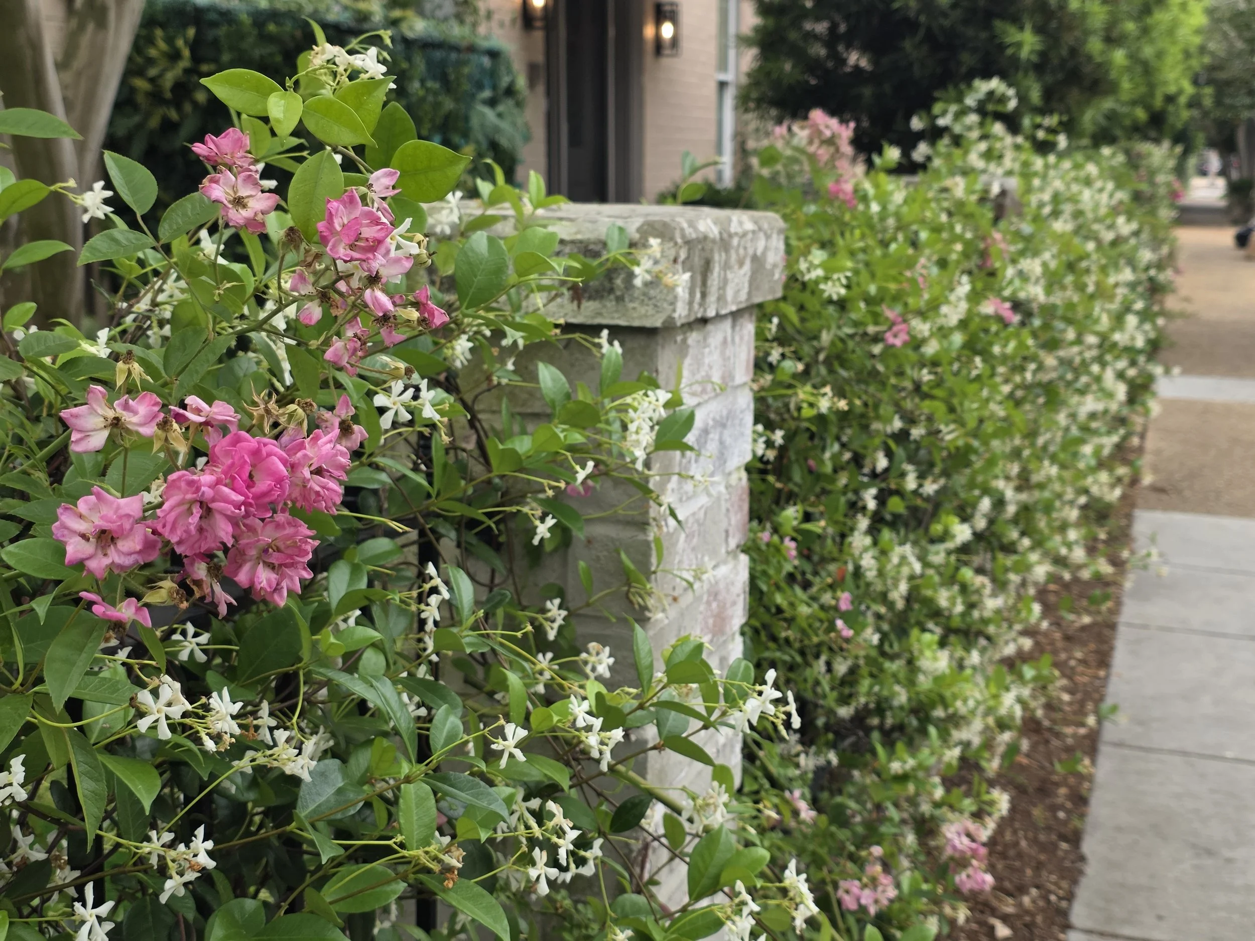 Garden district, New Orleans, April 2026