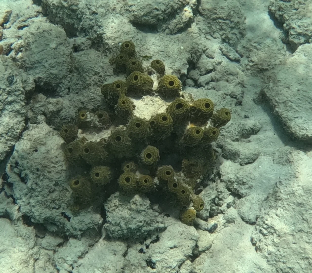 Cinnamon Bay coral, St. John USVI, 2025