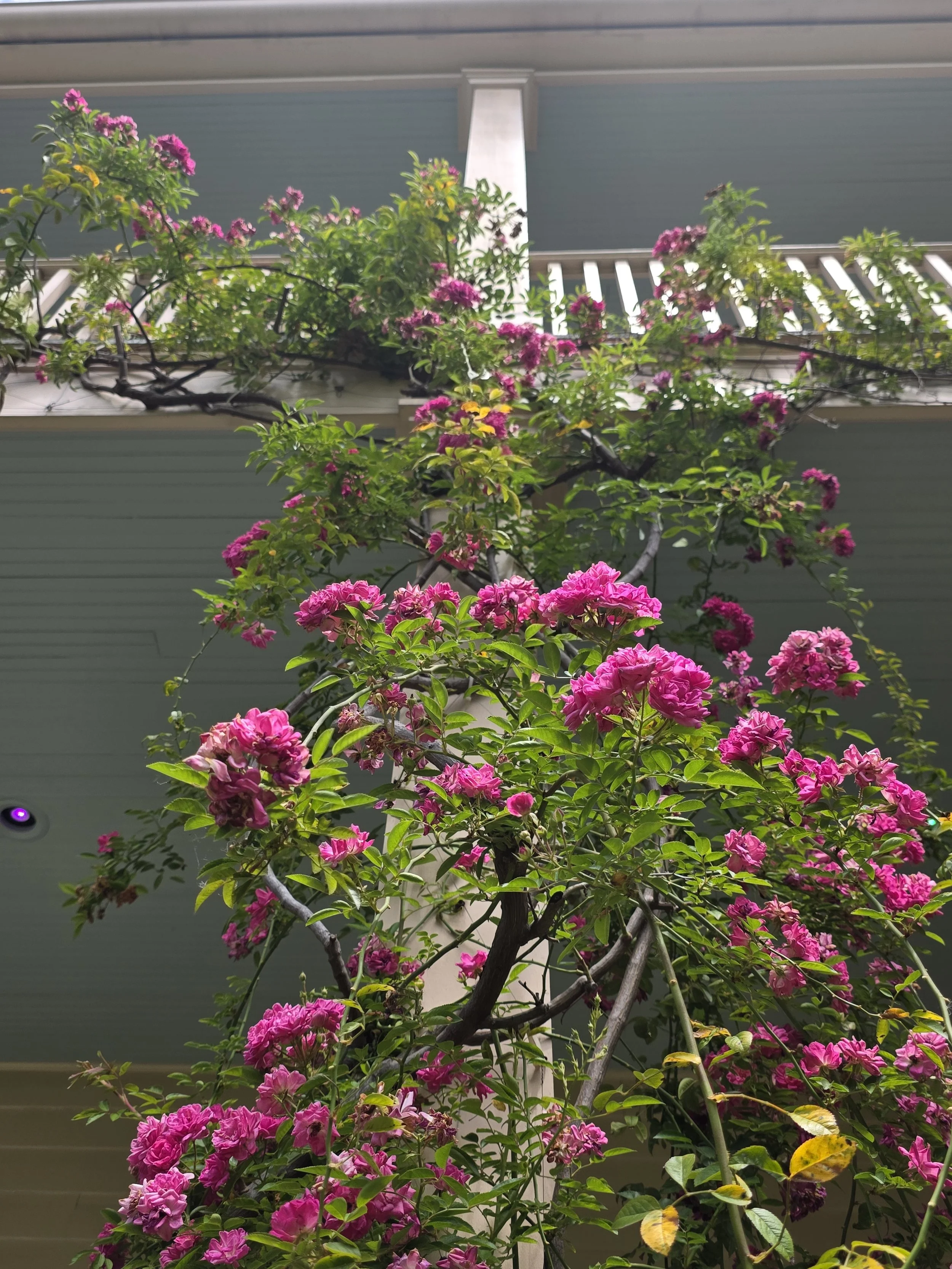 Garden District of New Orleans, April 2026
