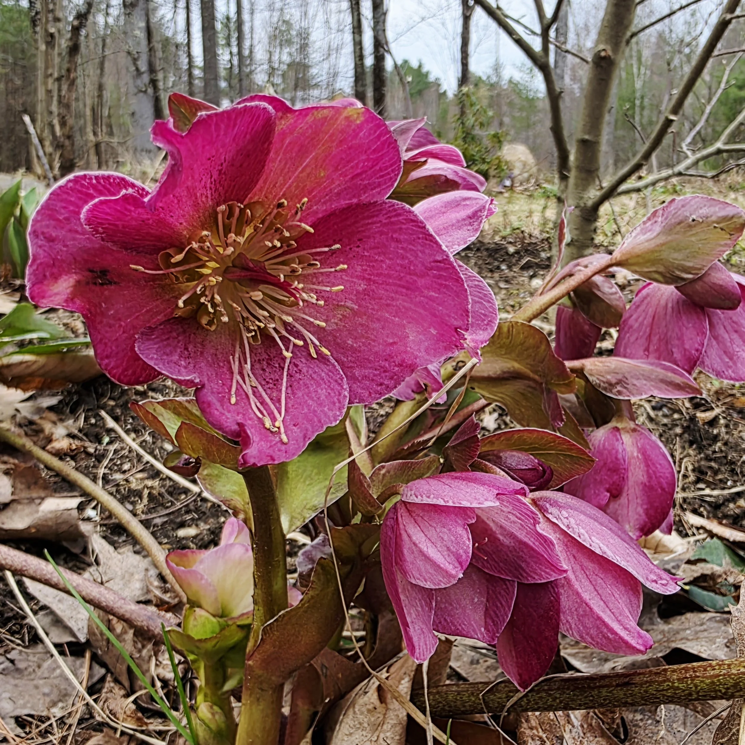 Hellebore, 2026