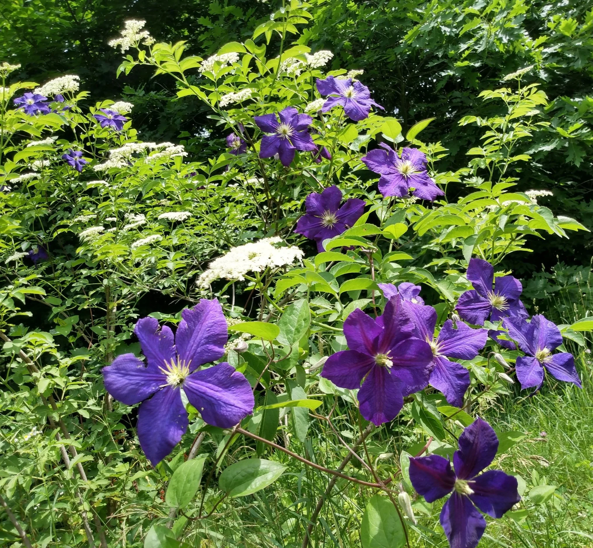Clematis in elderflower, home garden, 2024