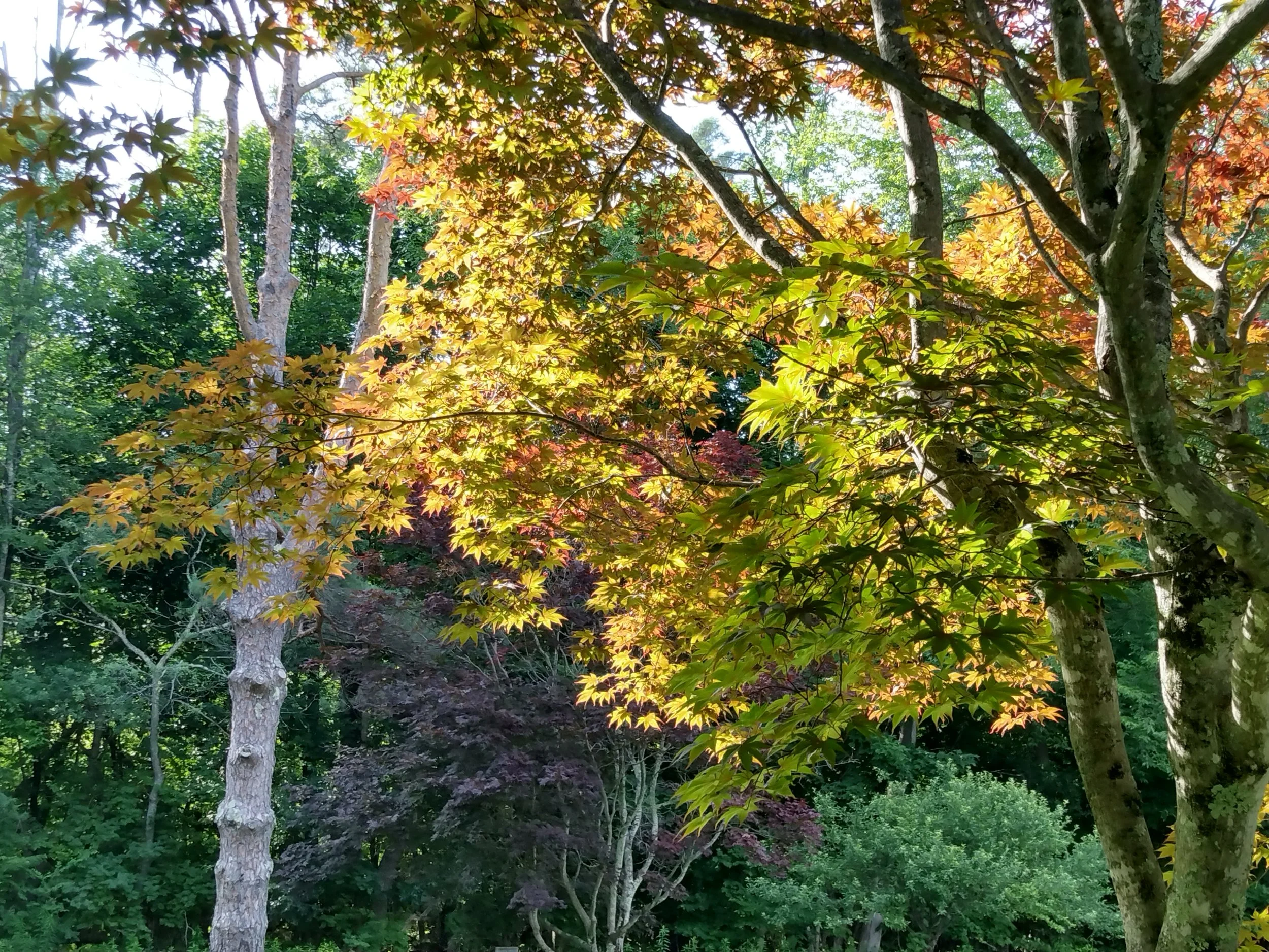 Acer japonicum, 2025