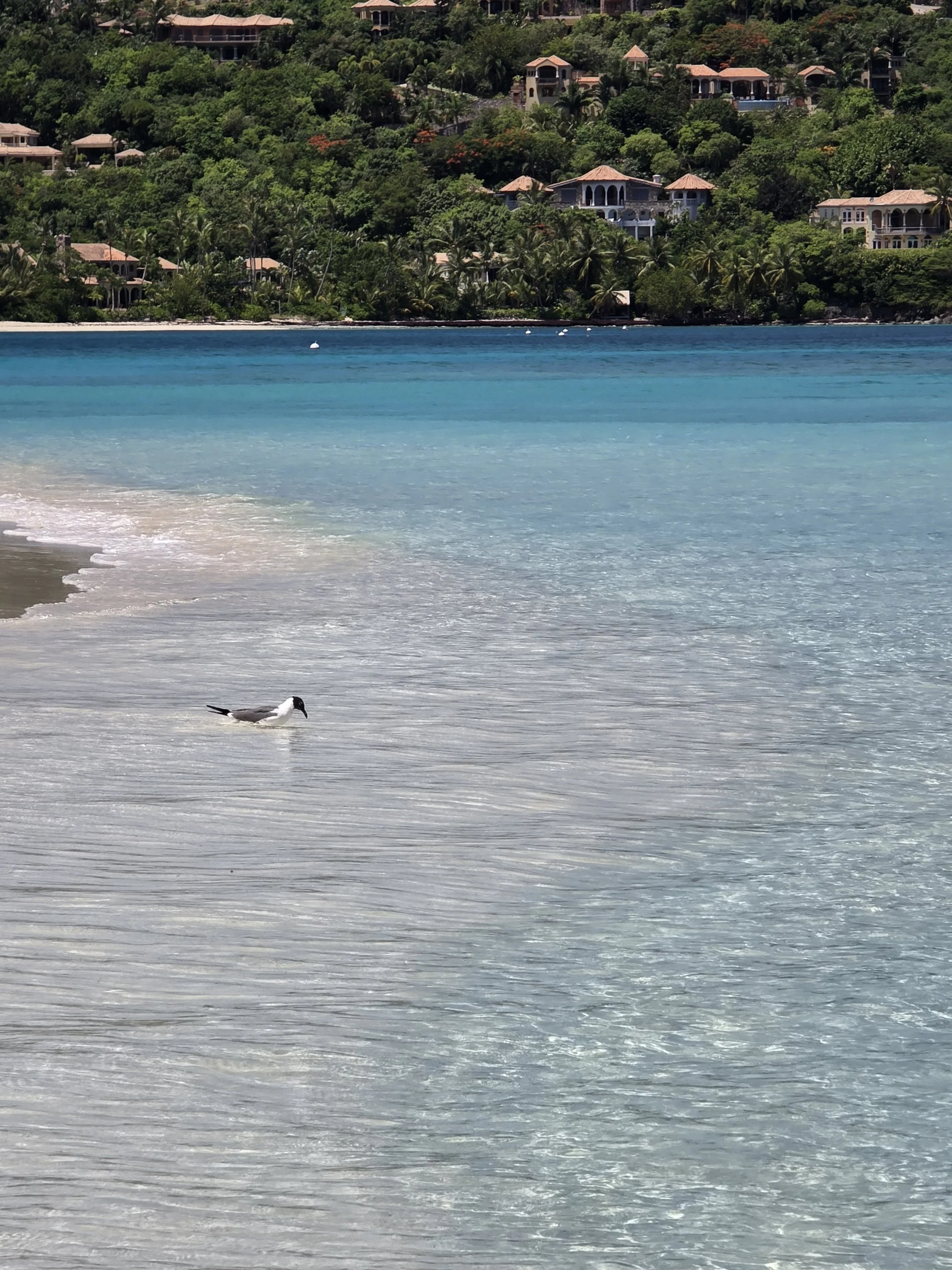 Laughing gull, St. John USVI, 2025