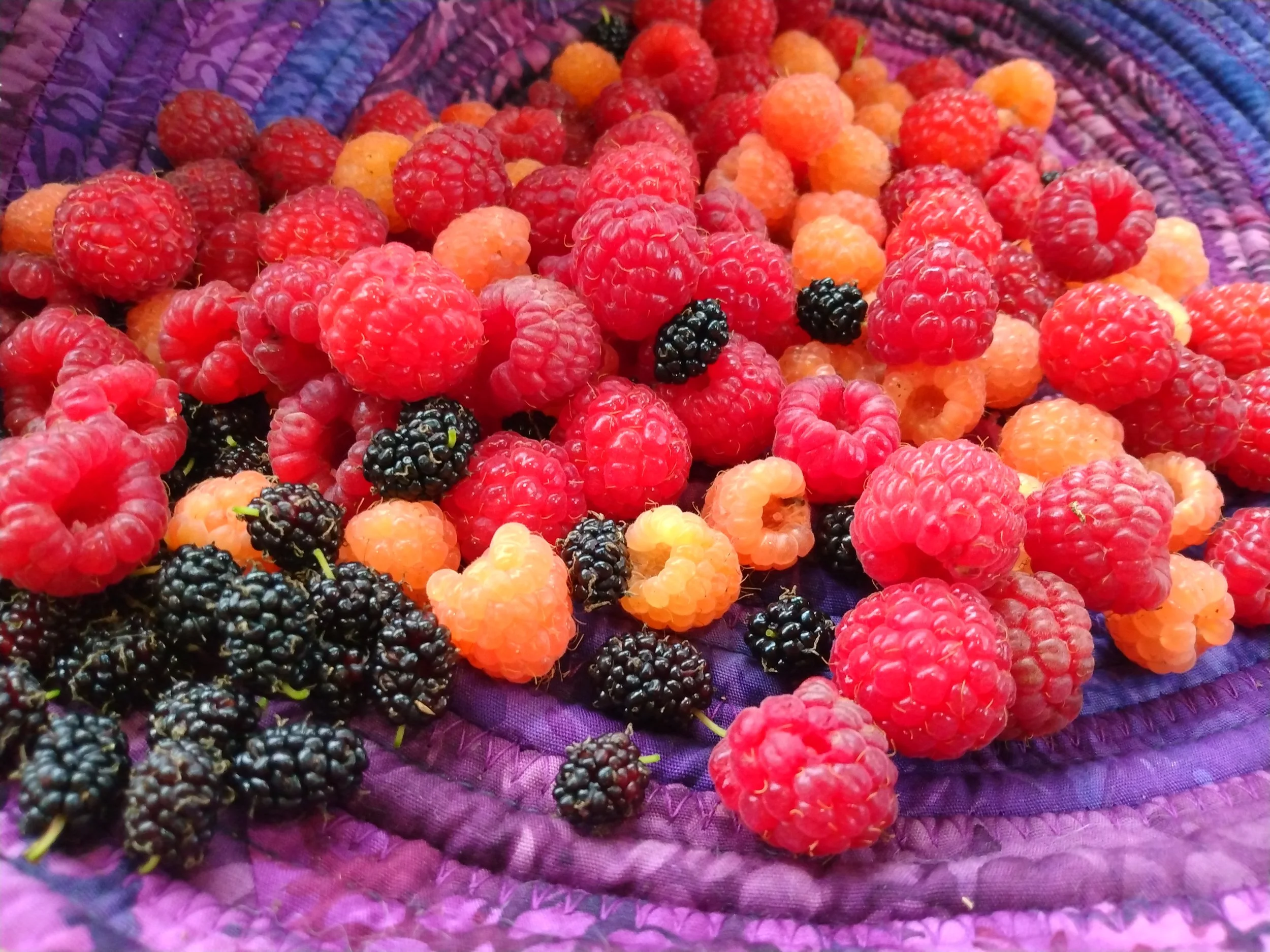 First Mulberries with Rasps, 2025